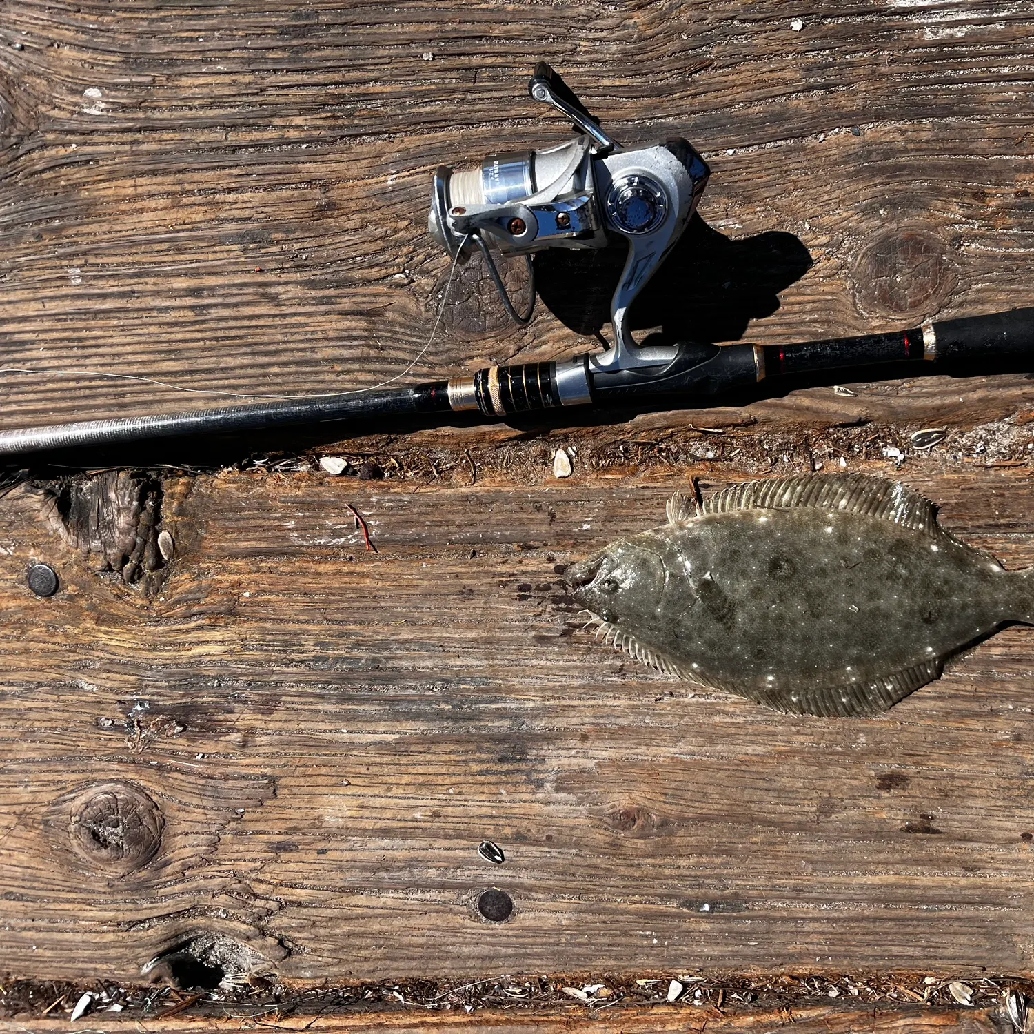 California halibut caught on Fishbrain