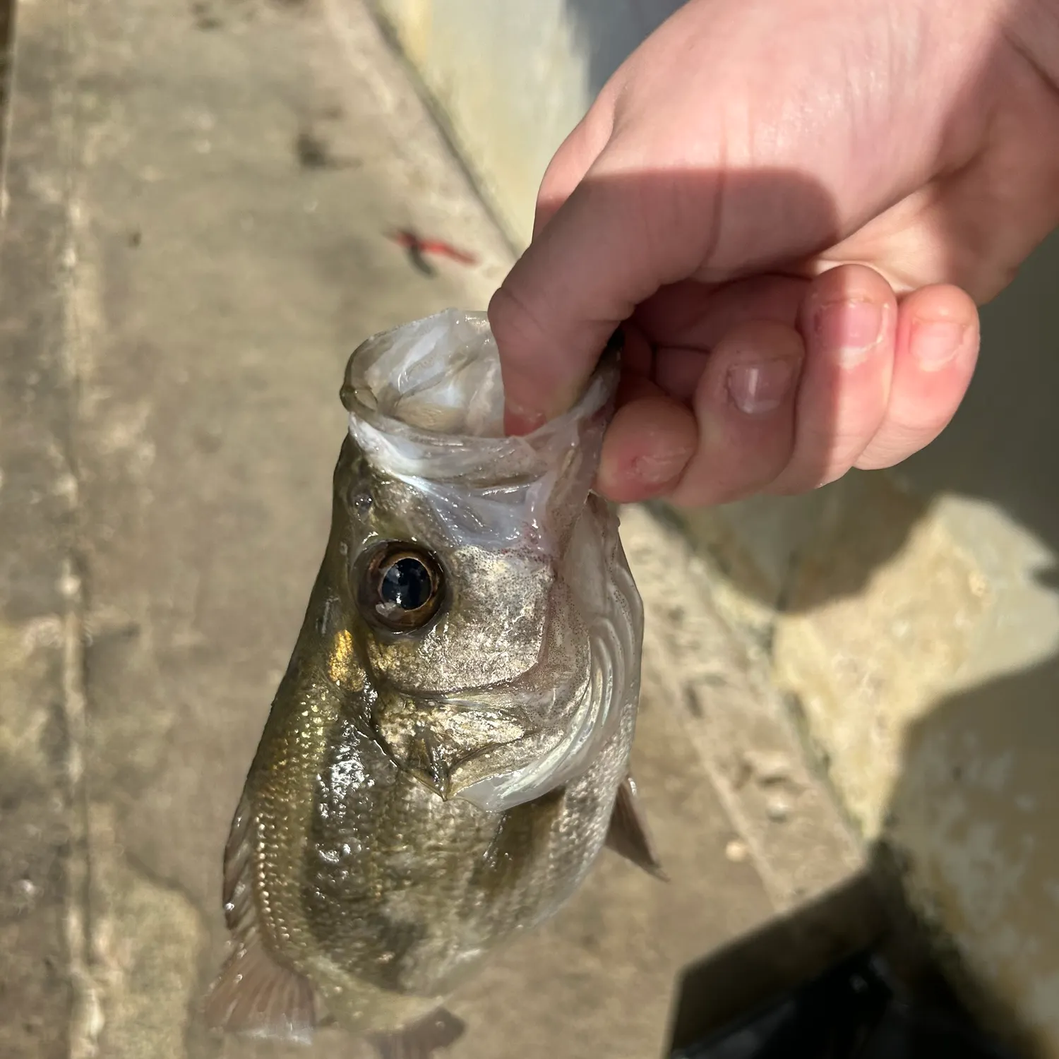 Estuary perch caught on Fishbrain