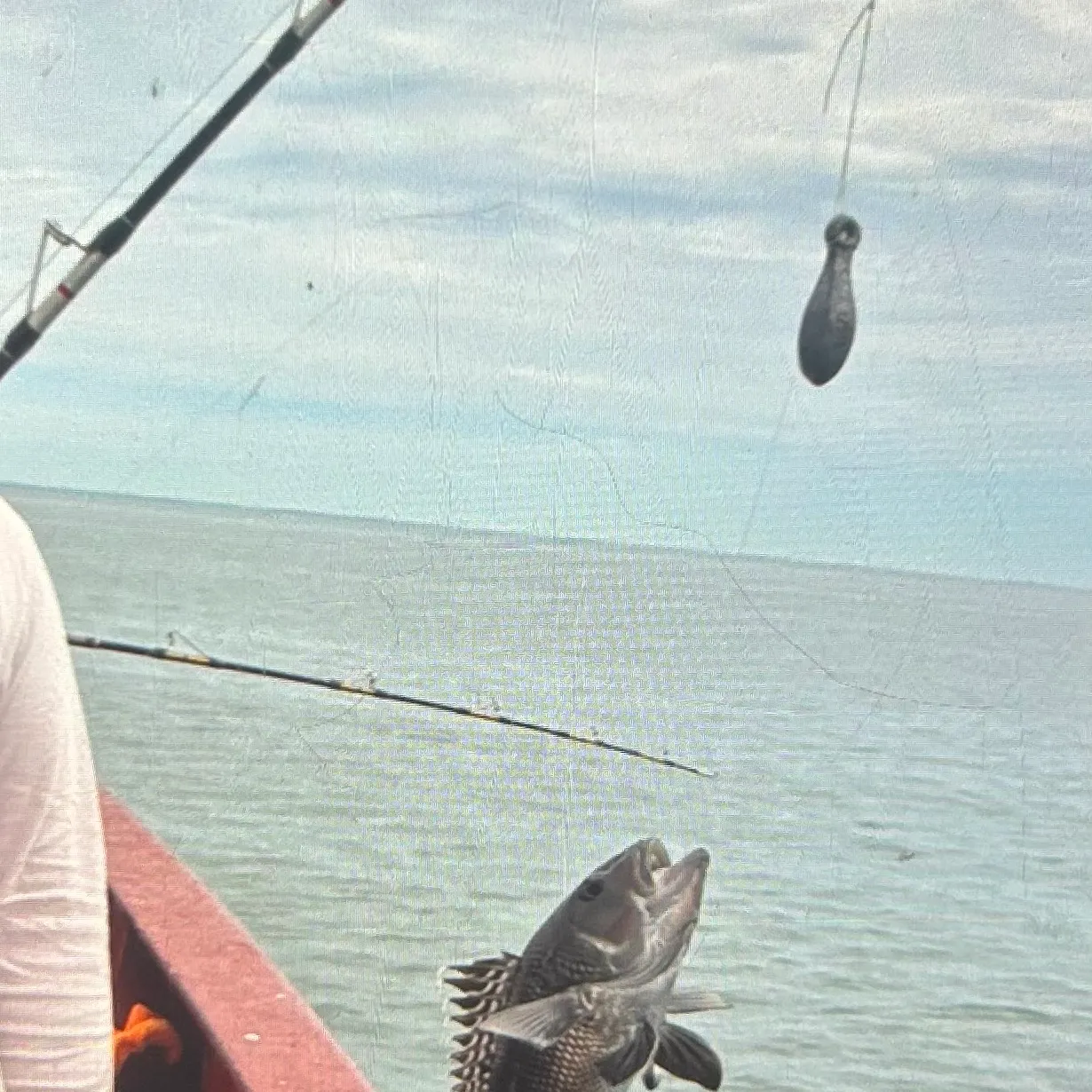 Black sea bass caught on Fishbrain