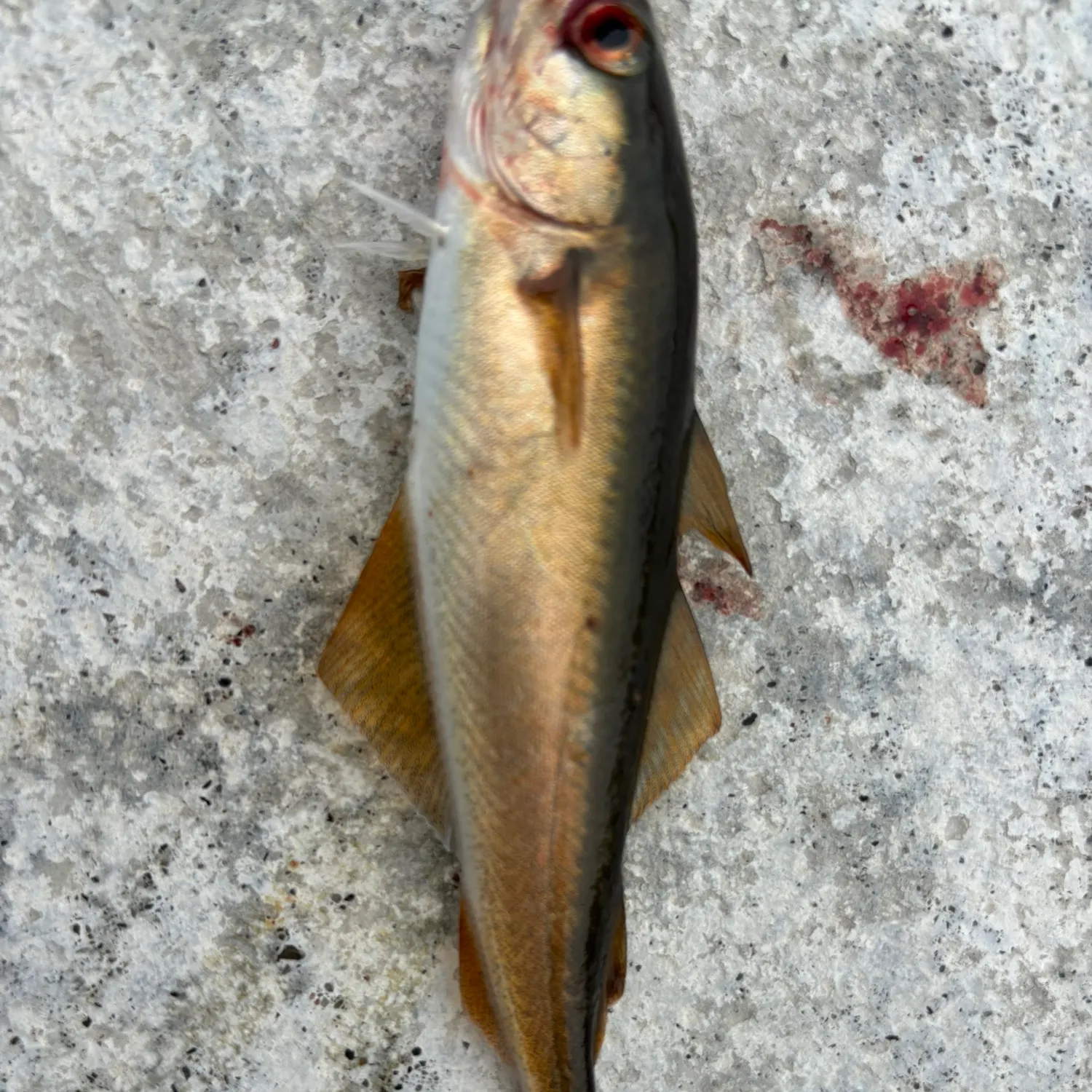 Pollack caught on Fishbrain