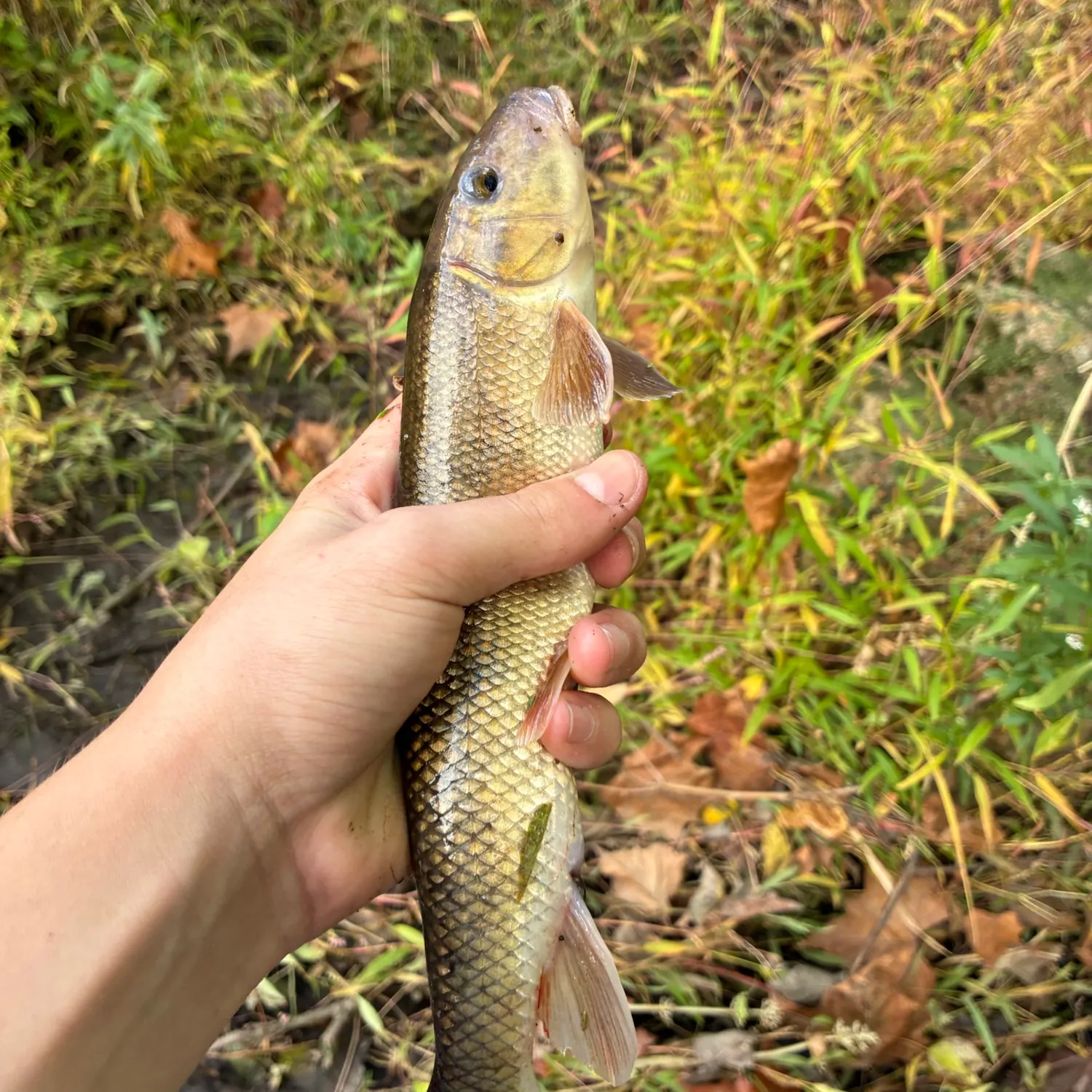 White sucker caught on Fishbrain