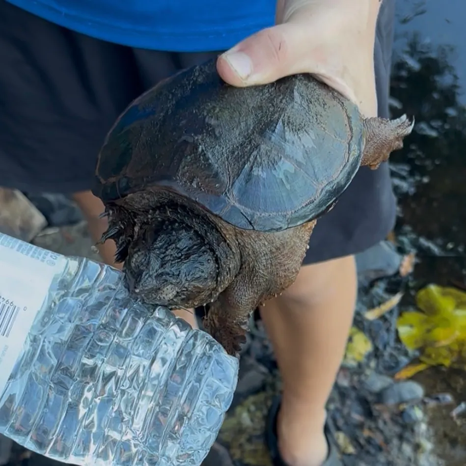 Common snapping turtle caught on Fishbrain