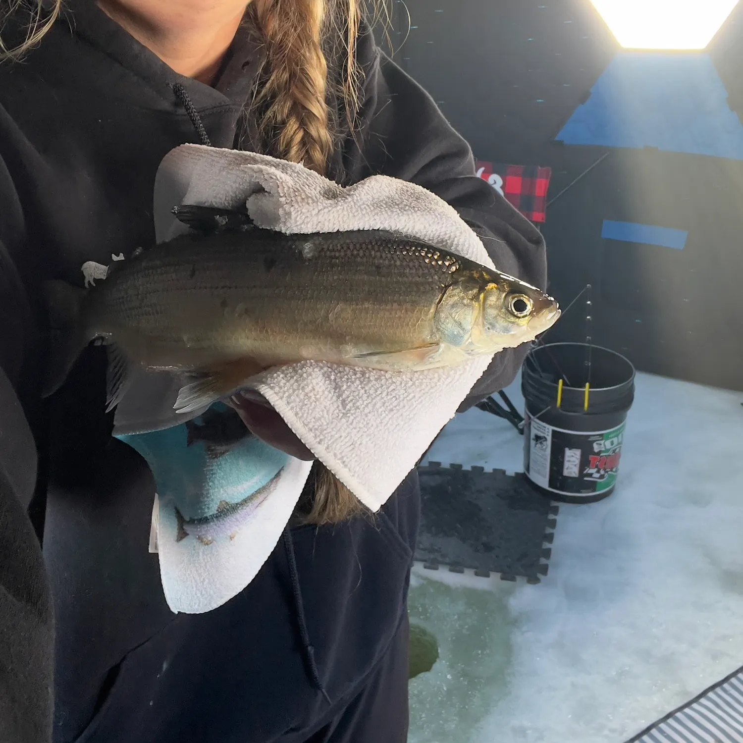 The most recent Lake whitefish catches on Fishbrain