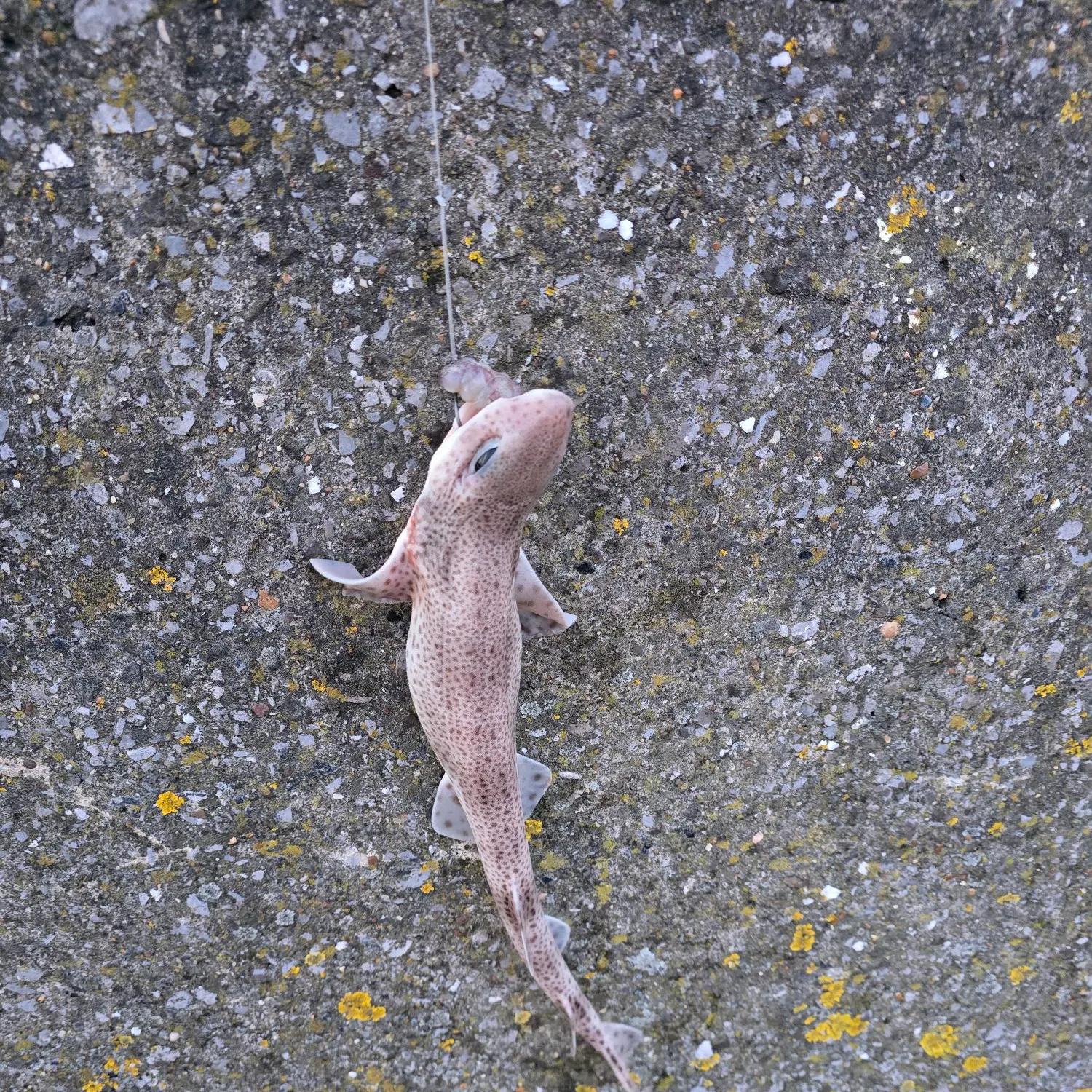 The most recent Lesser spotted dogfish catches on Fishbrain