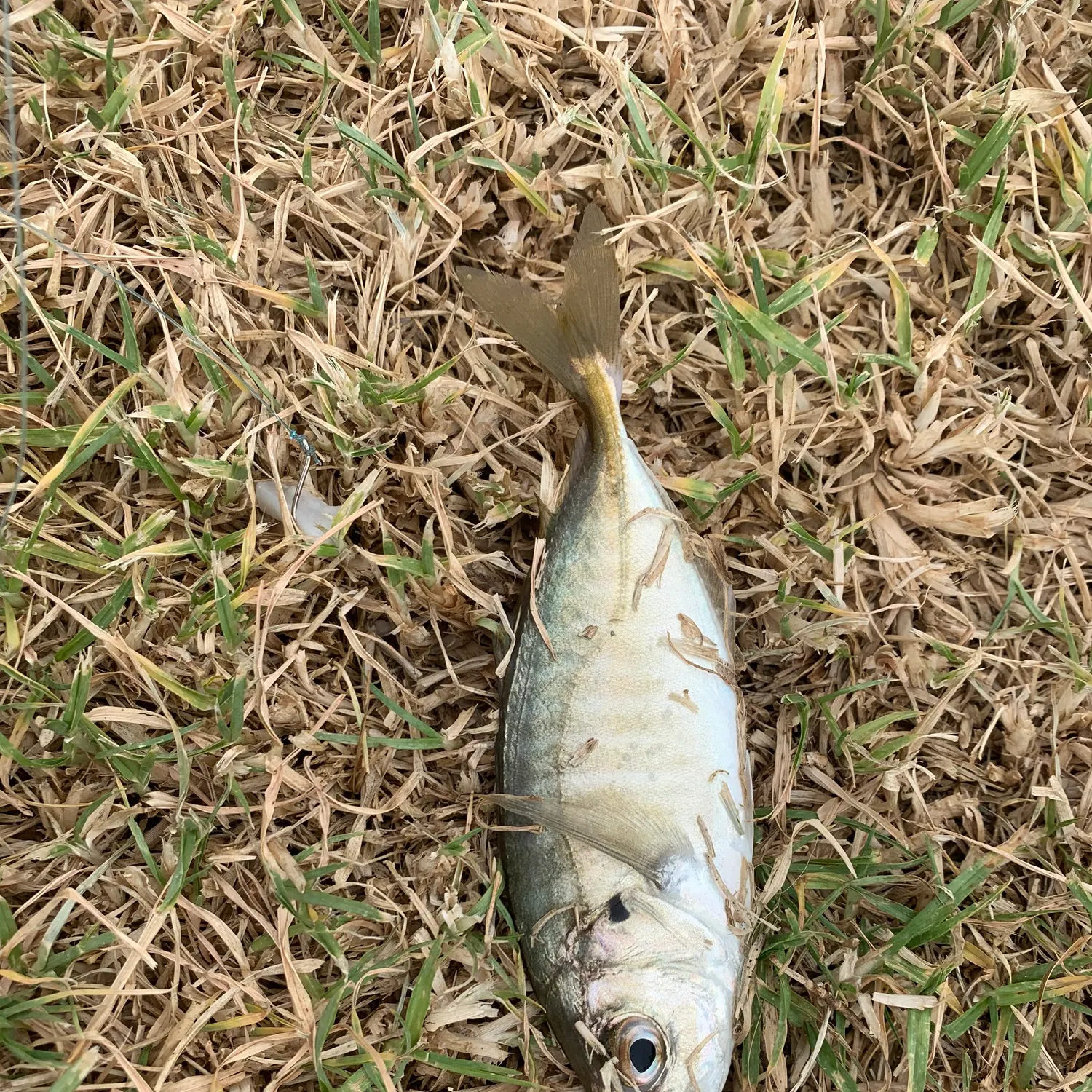The most recent Australian ruff catches on Fishbrain