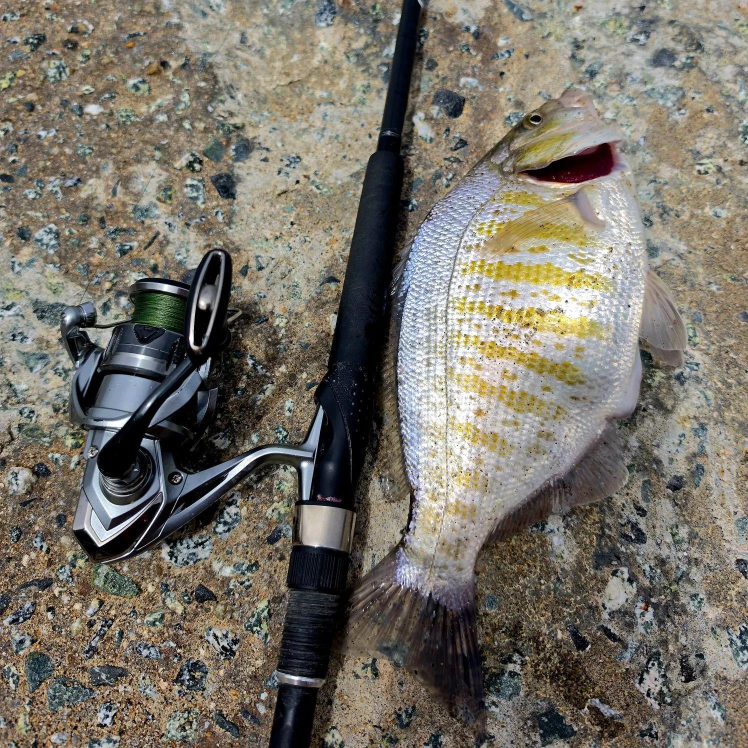 recently logged catches