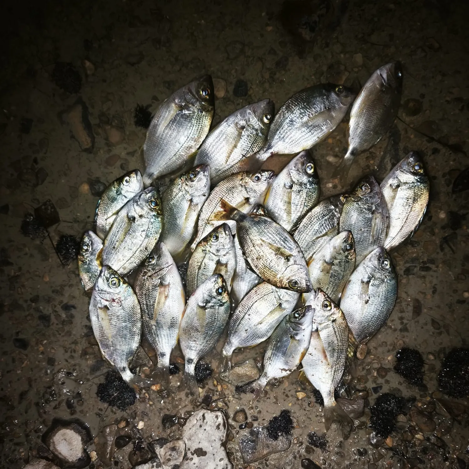 Fish caught on Fishbrain
