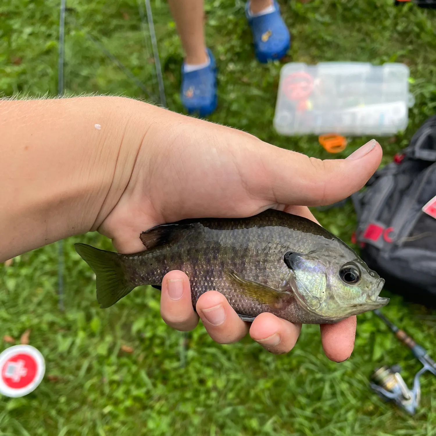 Bluegill caught on Fishbrain