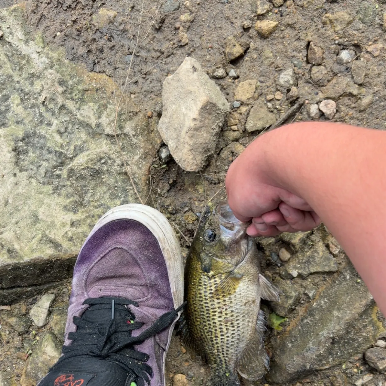 Rock bass caught on Fishbrain