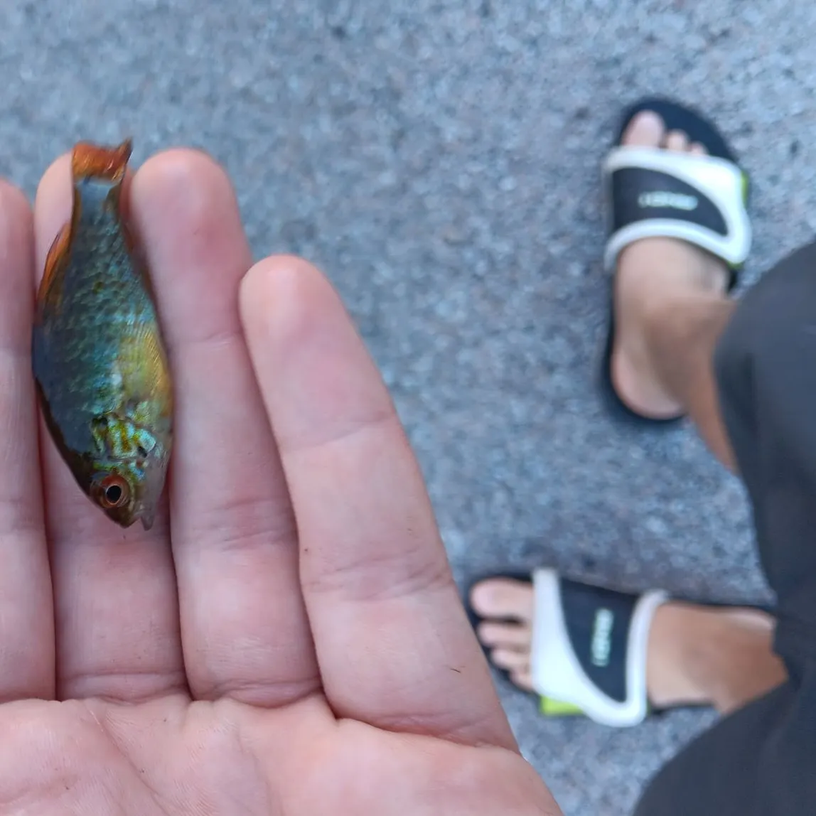 Pumpkinseed caught on Fishbrain