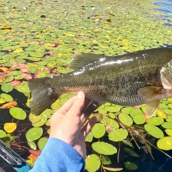 Largemouth bass caught on Fishbrain