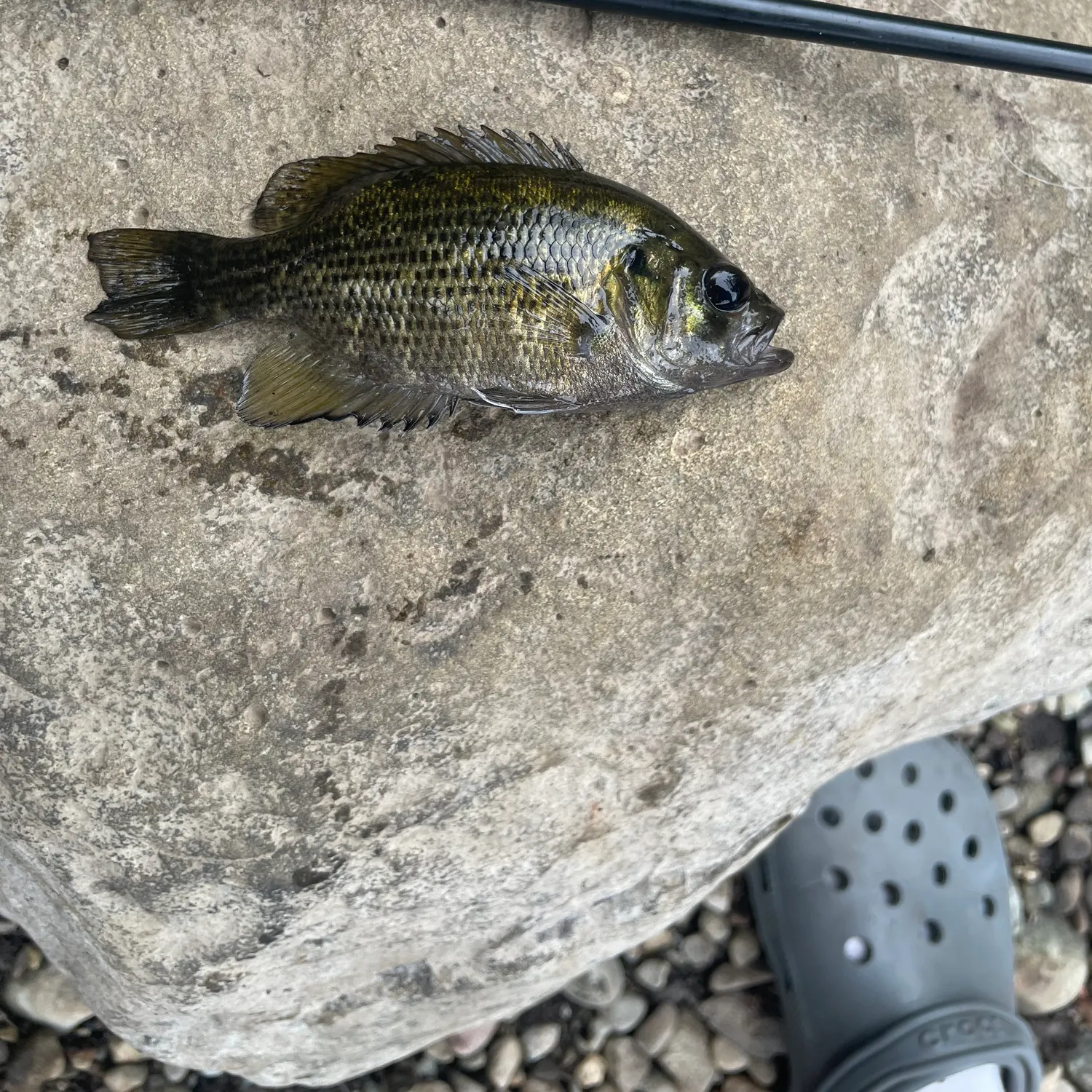 Rock bass caught on Fishbrain