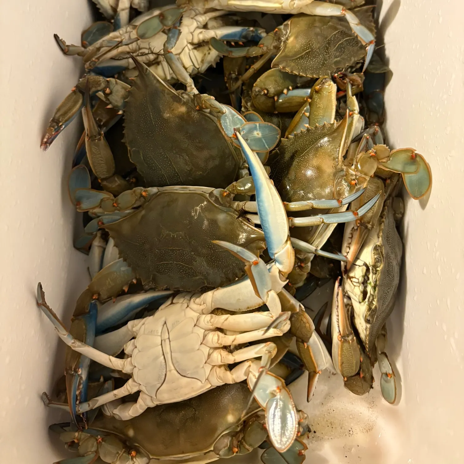 The most recent Blue crab catches on Fishbrain