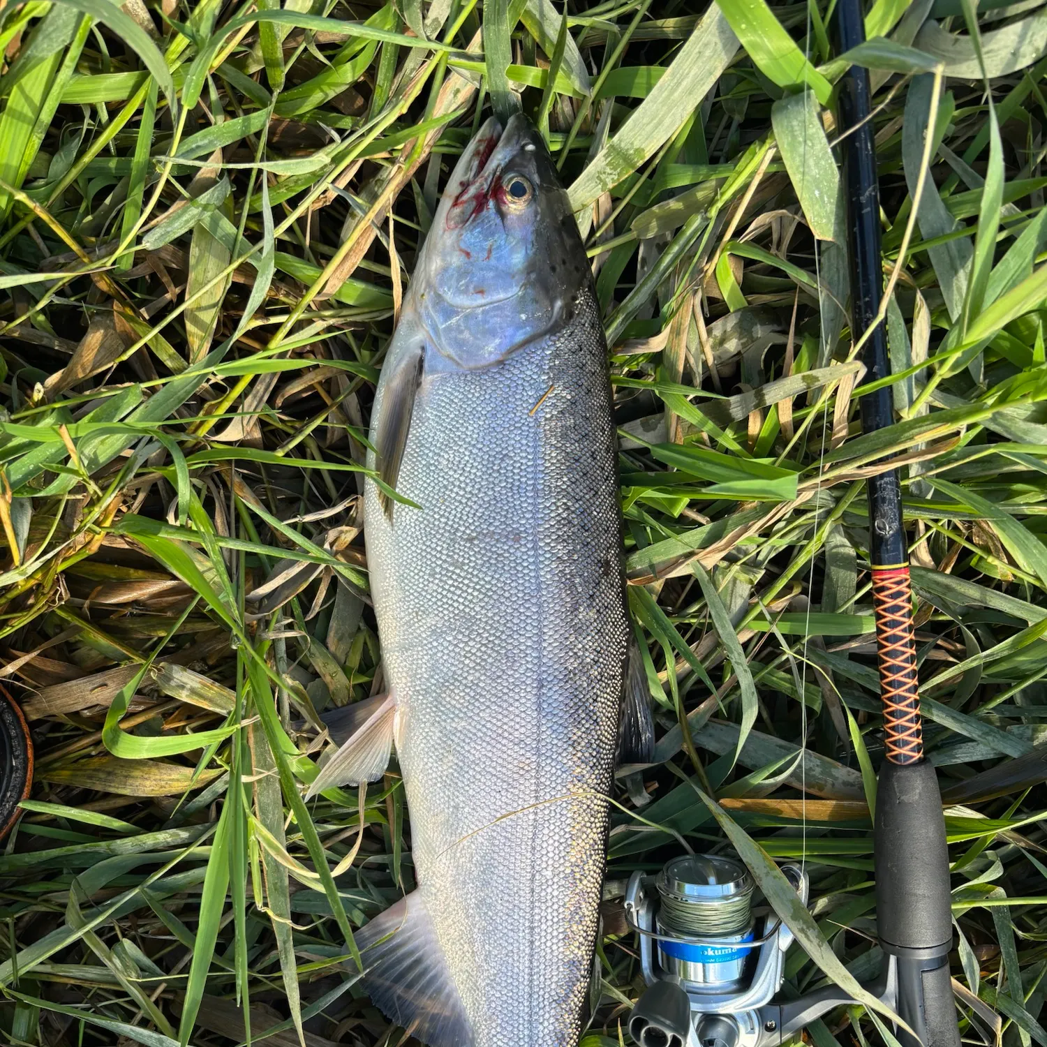 Coho salmon caught on Fishbrain