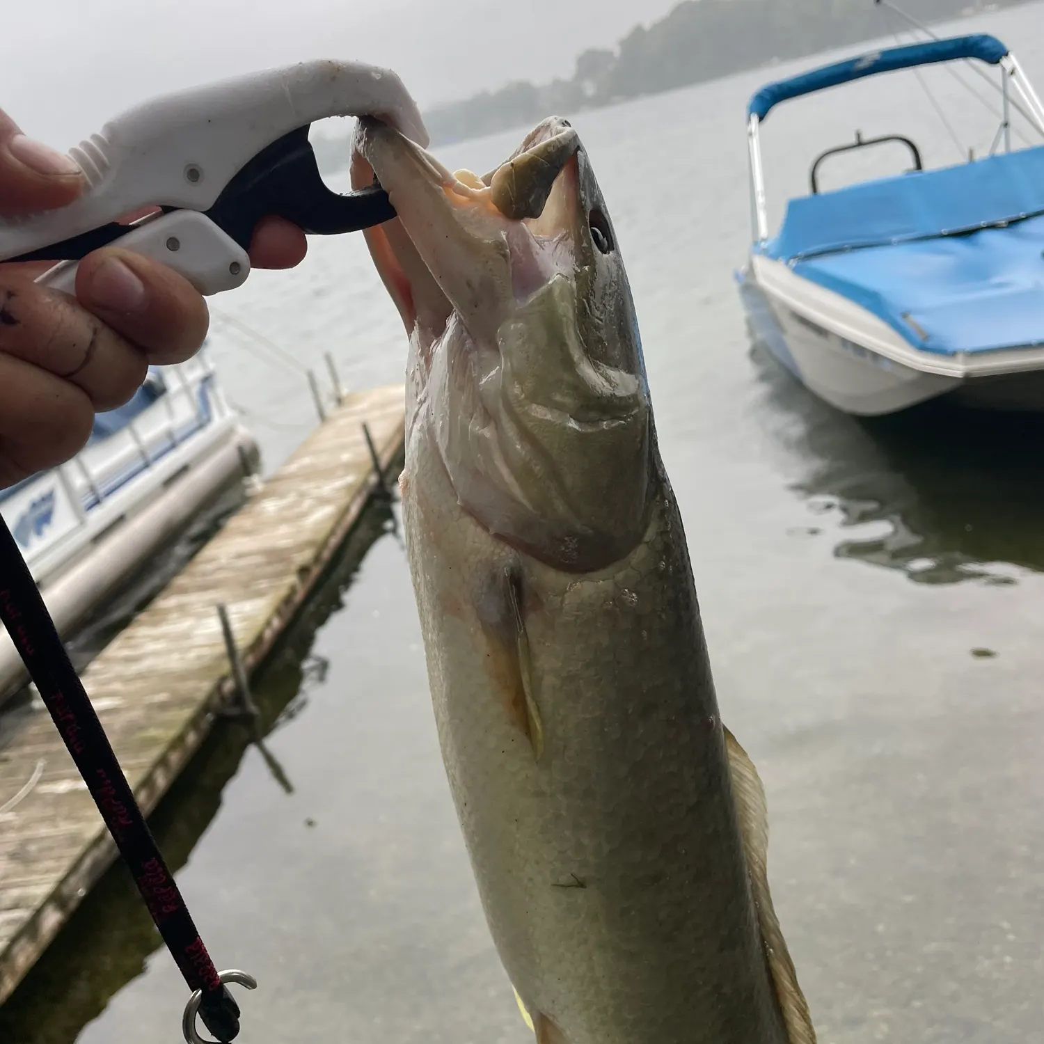 Eyetail bowfin caught on Fishbrain