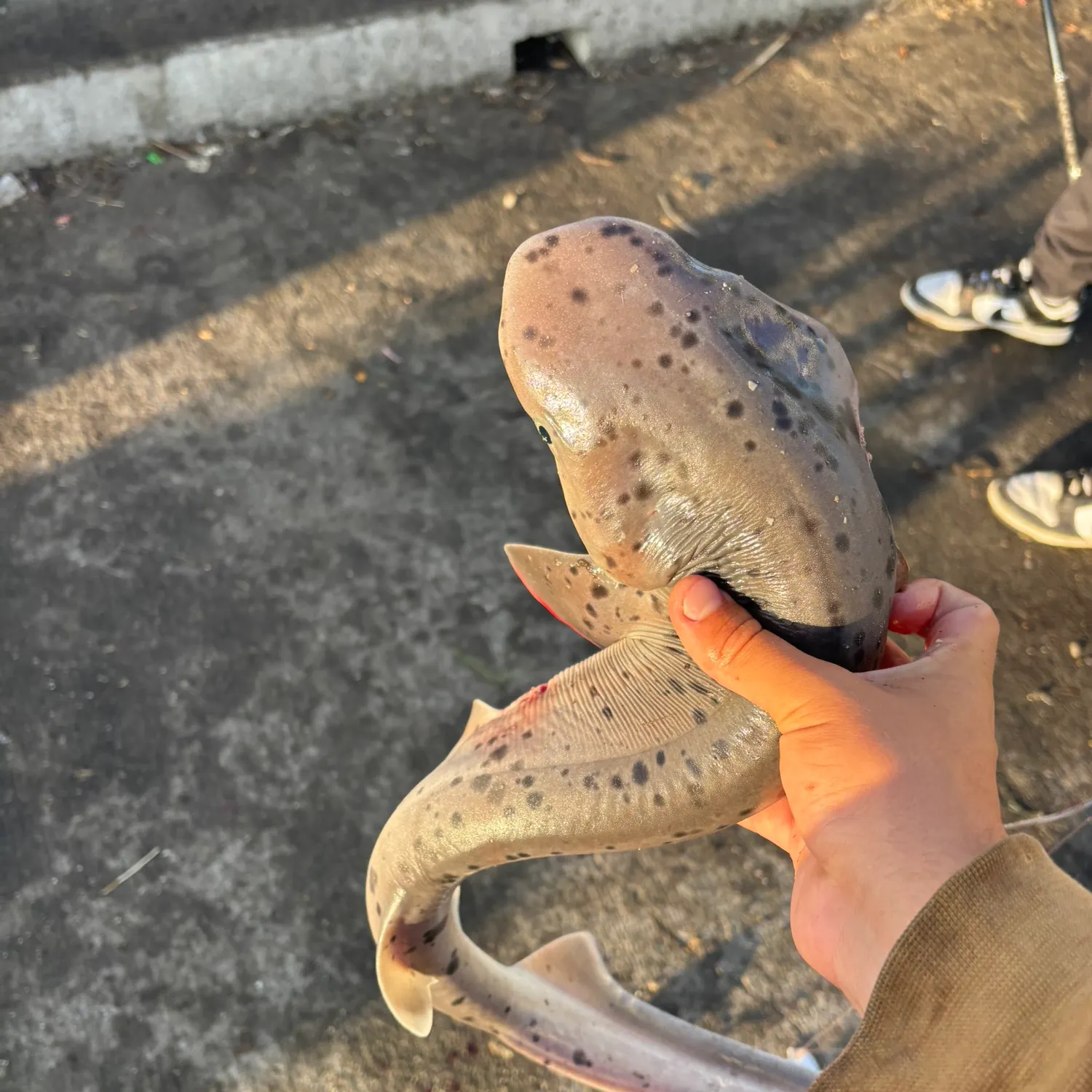 The most recent Broadnose sevengill shark catches on Fishbrain