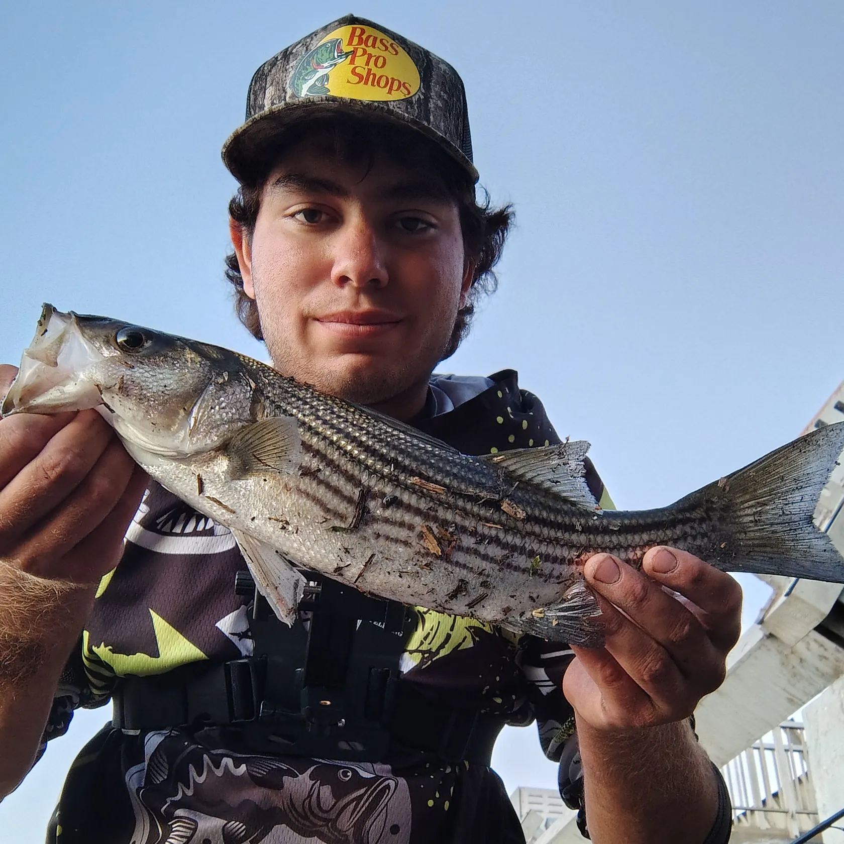 Striped bass caught on Fishbrain