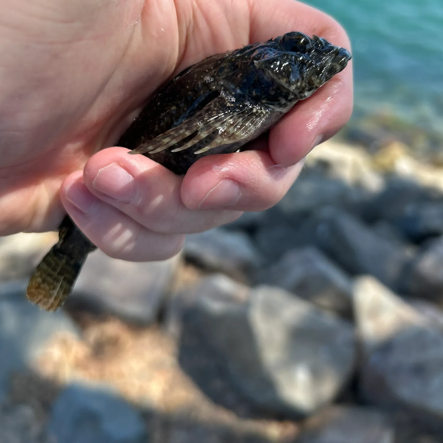 The most recent Woolly sculpin catches on Fishbrain
