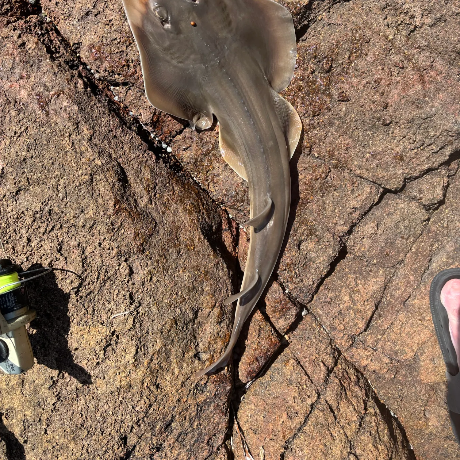 Fish caught on Fishbrain