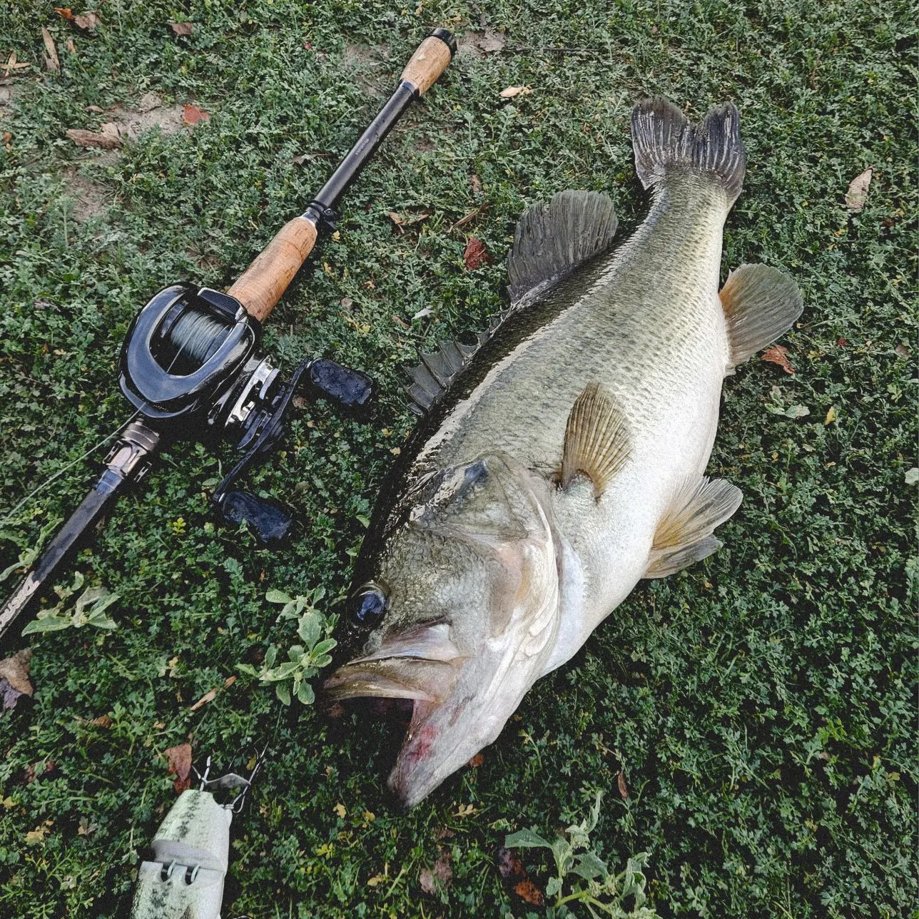 Largemouth bass caught on Fishbrain
