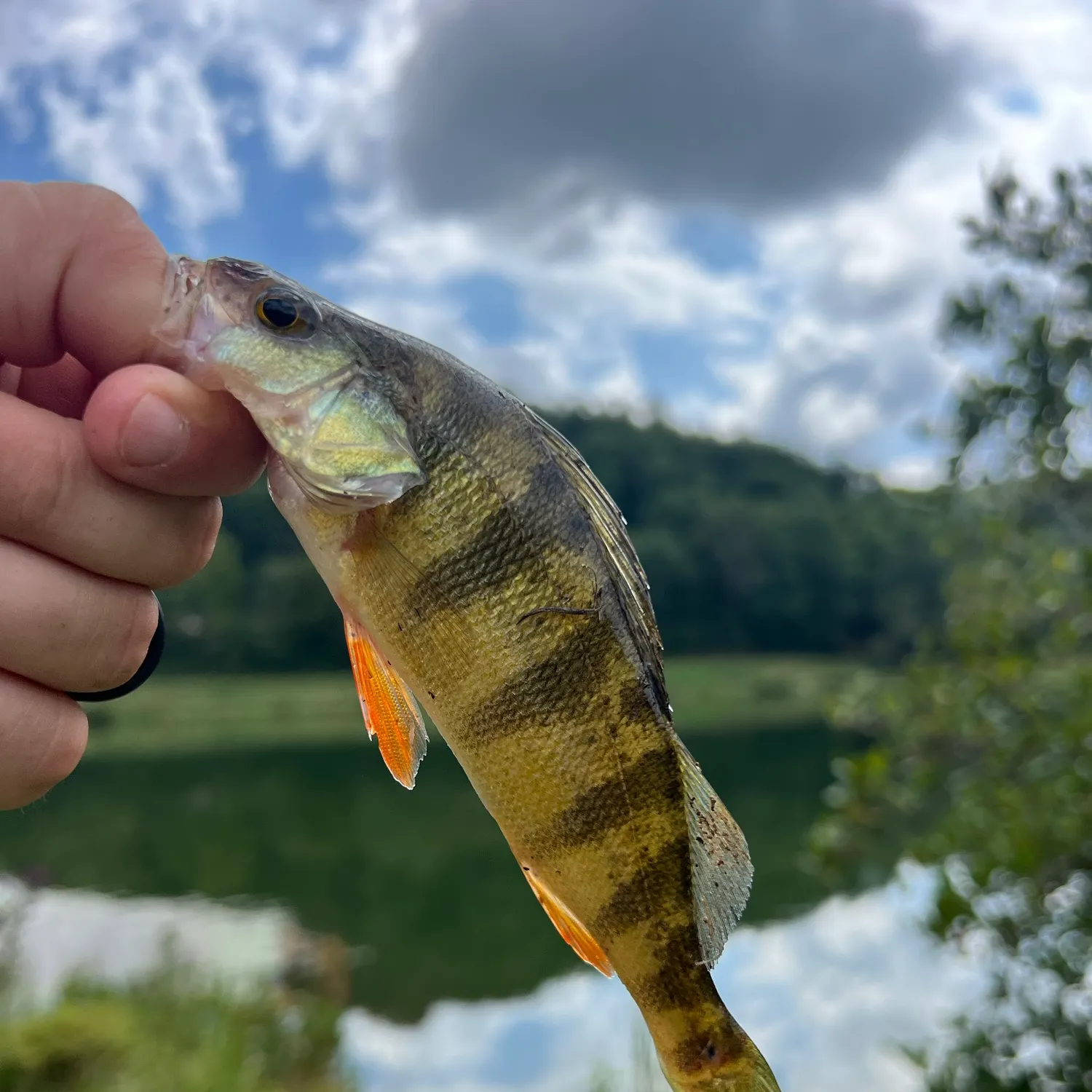 Yellow perch caught on Fishbrain