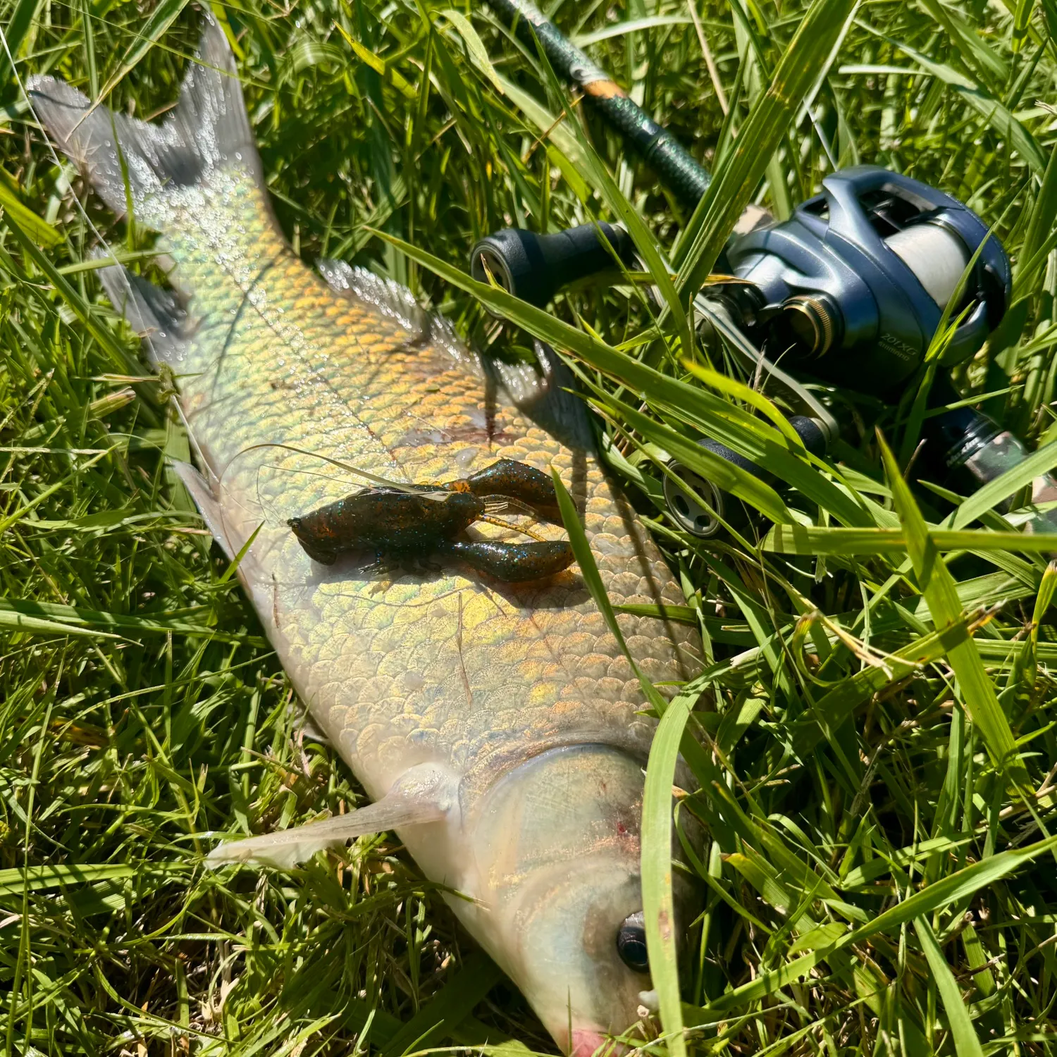 The most recent Black buffalo catches on Fishbrain