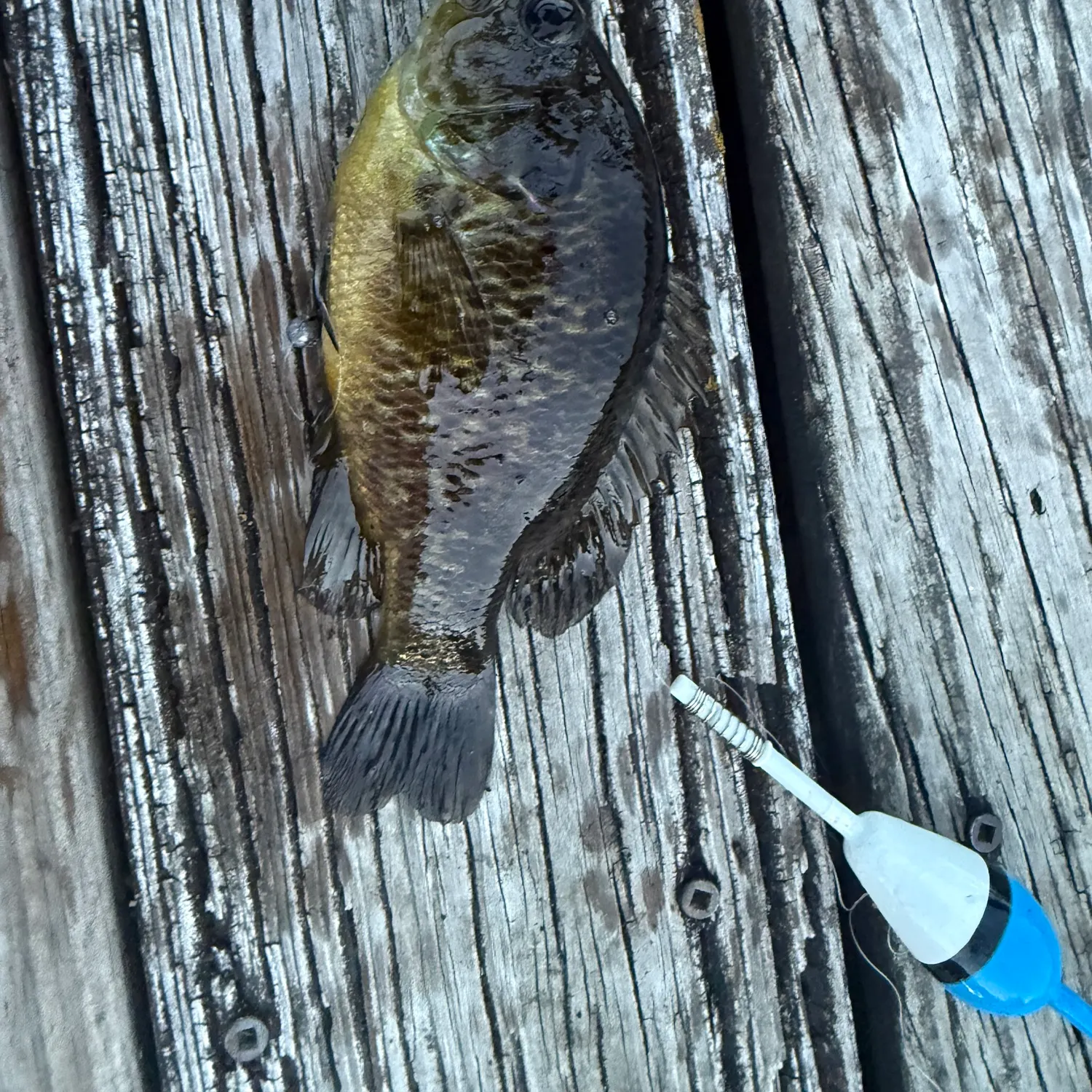 Rock bass caught on Fishbrain