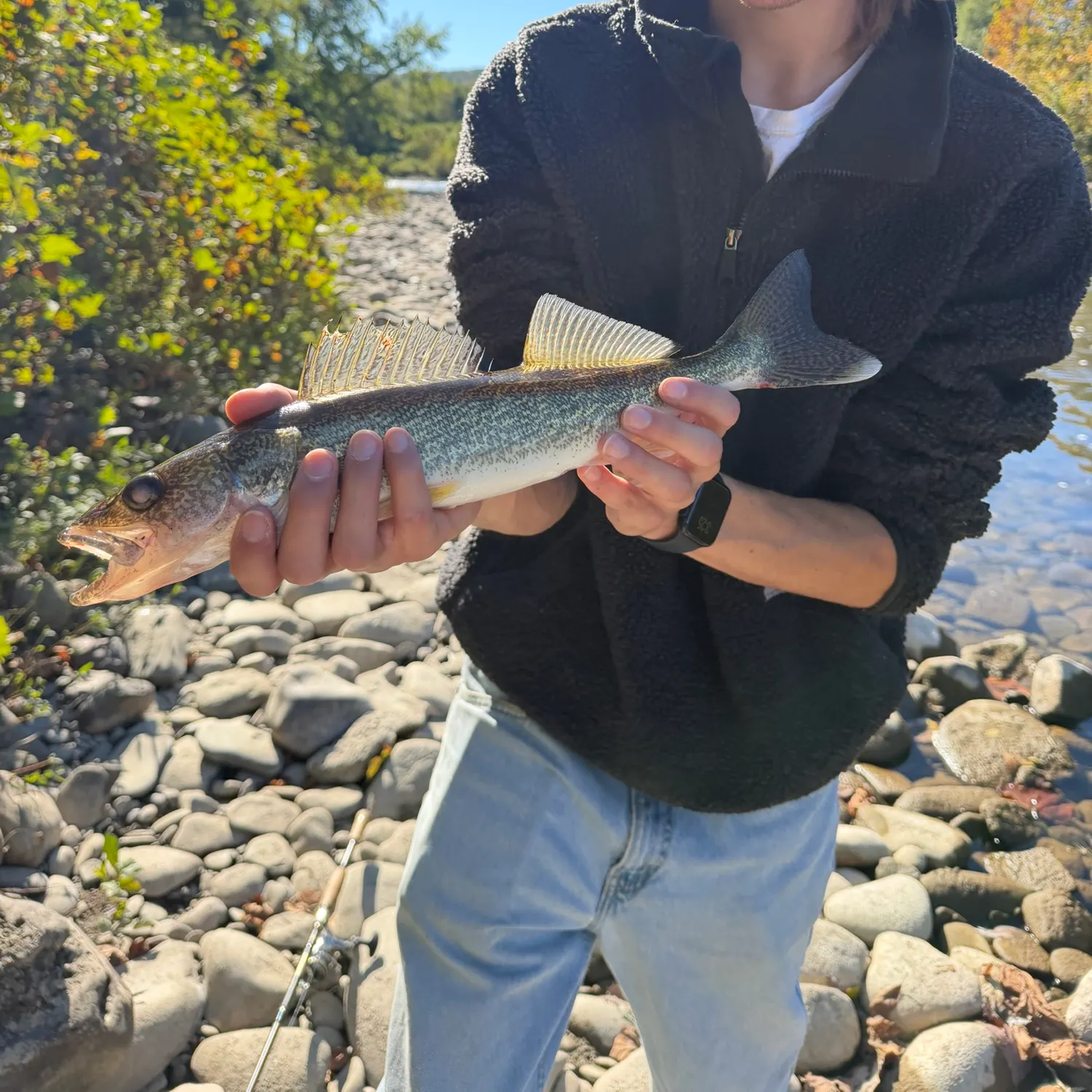 Walleye caught on Fishbrain