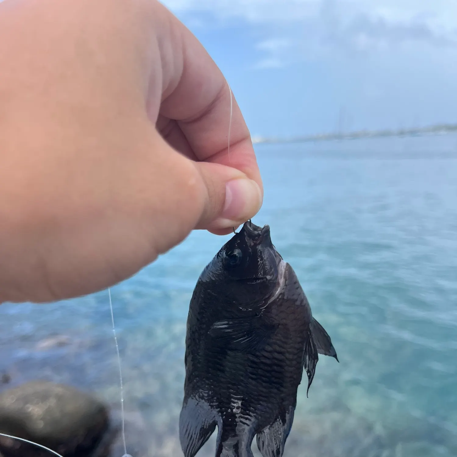 The most recent Big-lip damsel catches on Fishbrain