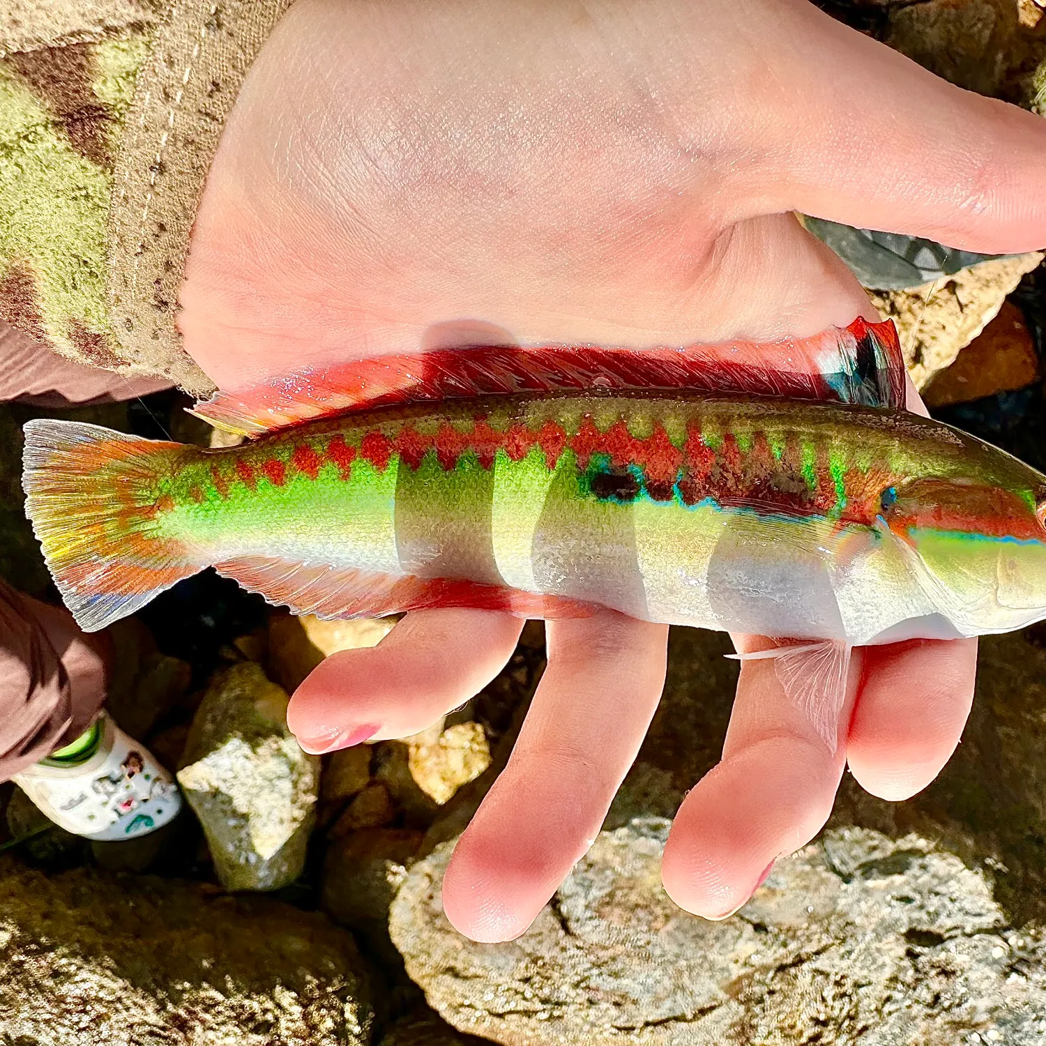 The most popular recent Mediterranean rainbow wrasse catch on Fishbrain