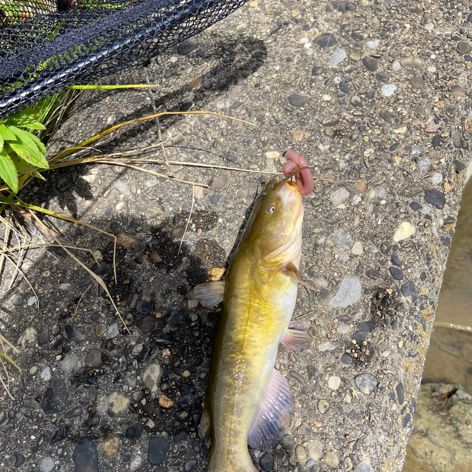 Yellow bullhead caught on Fishbrain