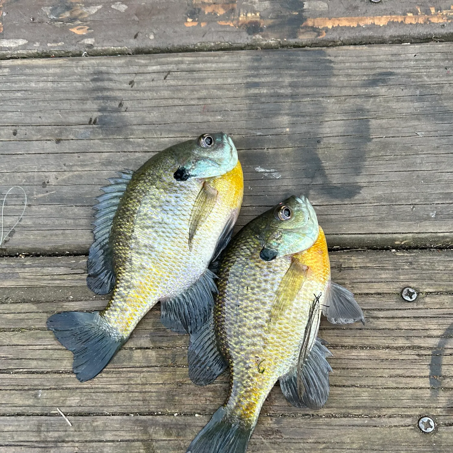 Bluegill caught on Fishbrain