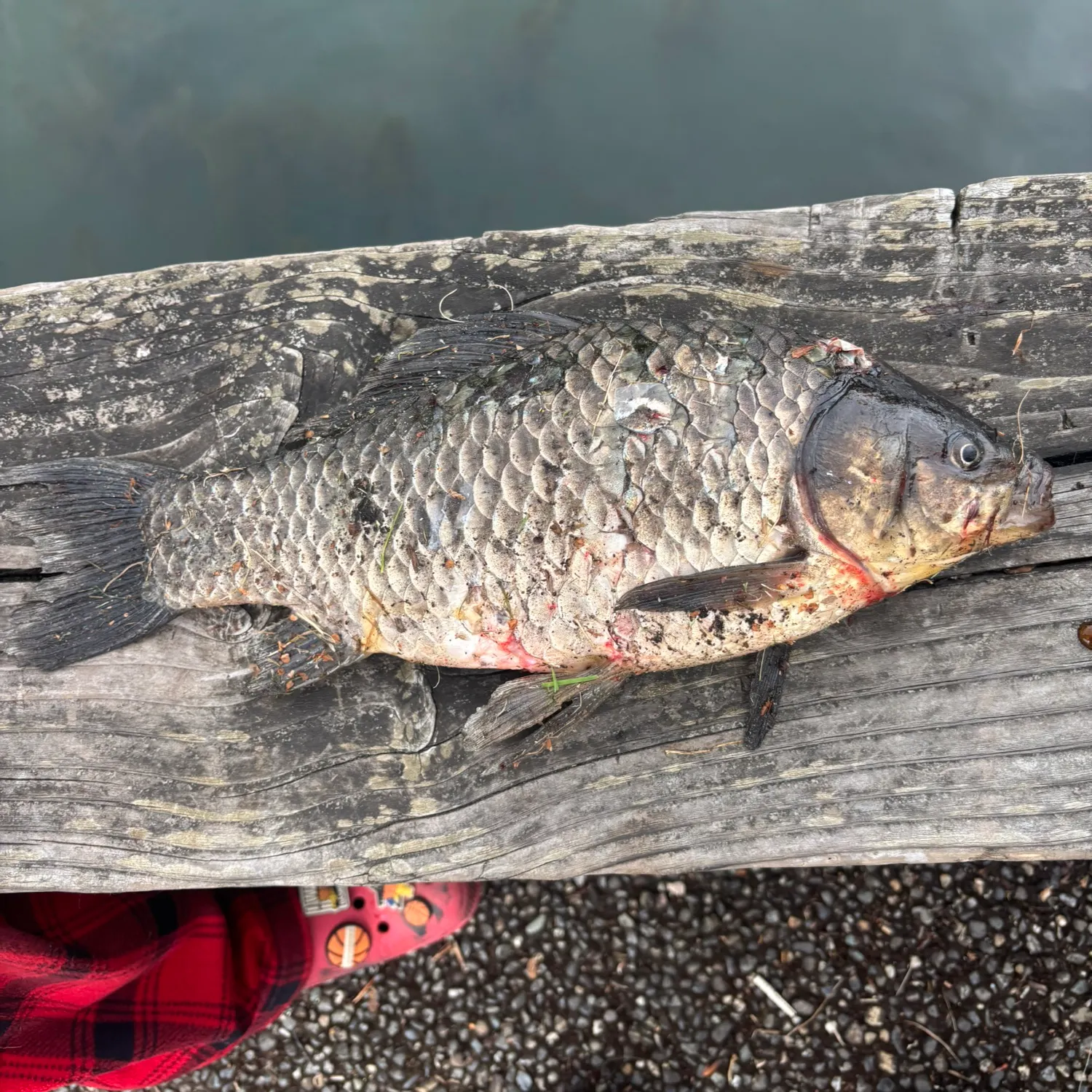 The most recent Trahira catches on Fishbrain