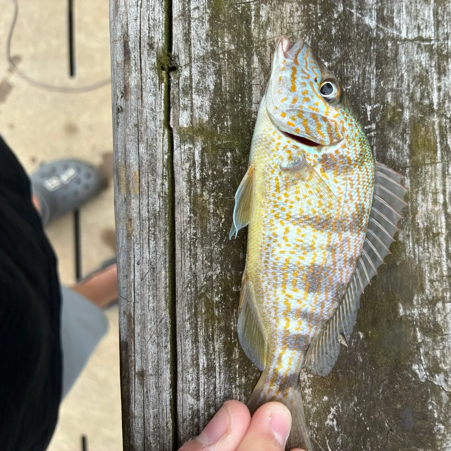 White grunt caught on Fishbrain