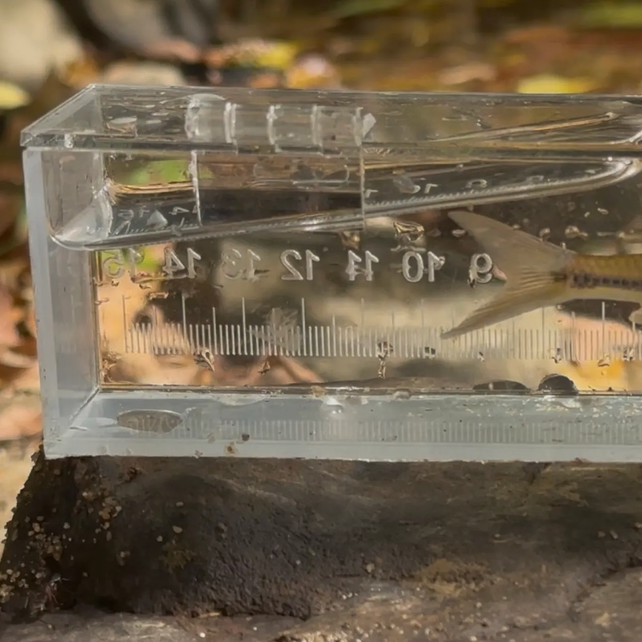 The most recent Swallowtail shiner catches on Fishbrain