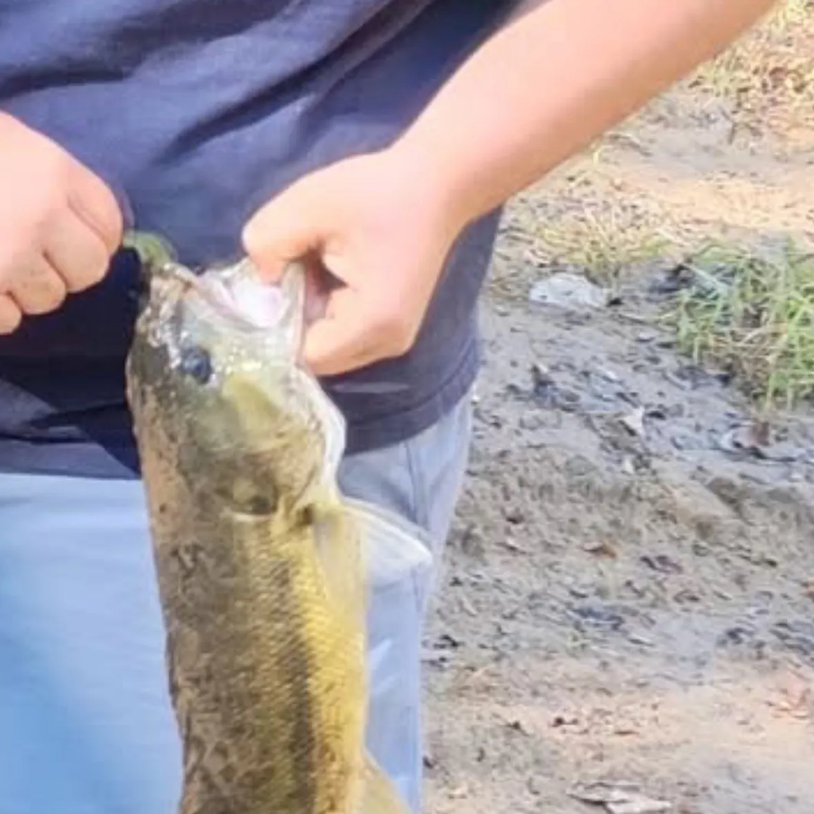 Spotted bass caught on Fishbrain