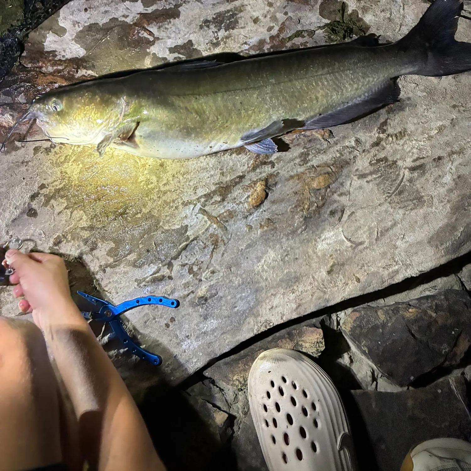 Fish caught on Fishbrain