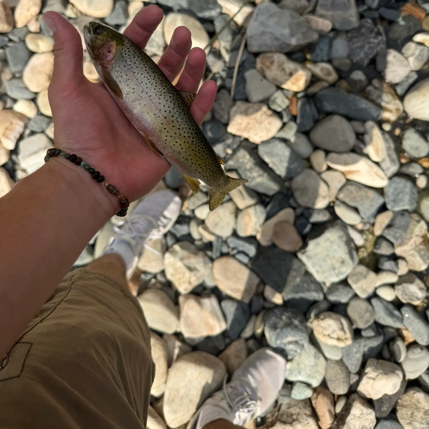 Westslope cutthroat trout caught on Fishbrain