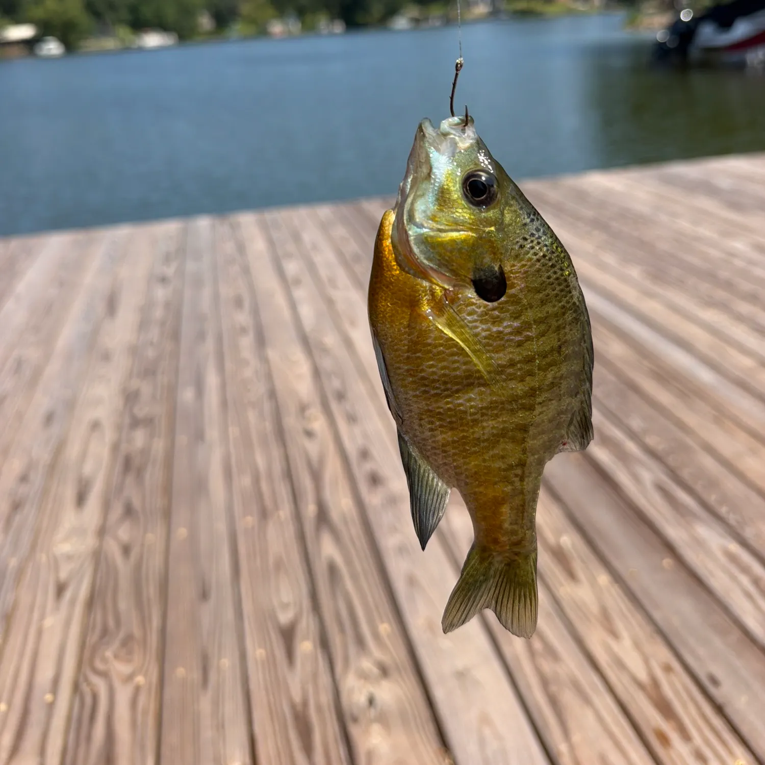 Bluegill caught on Fishbrain