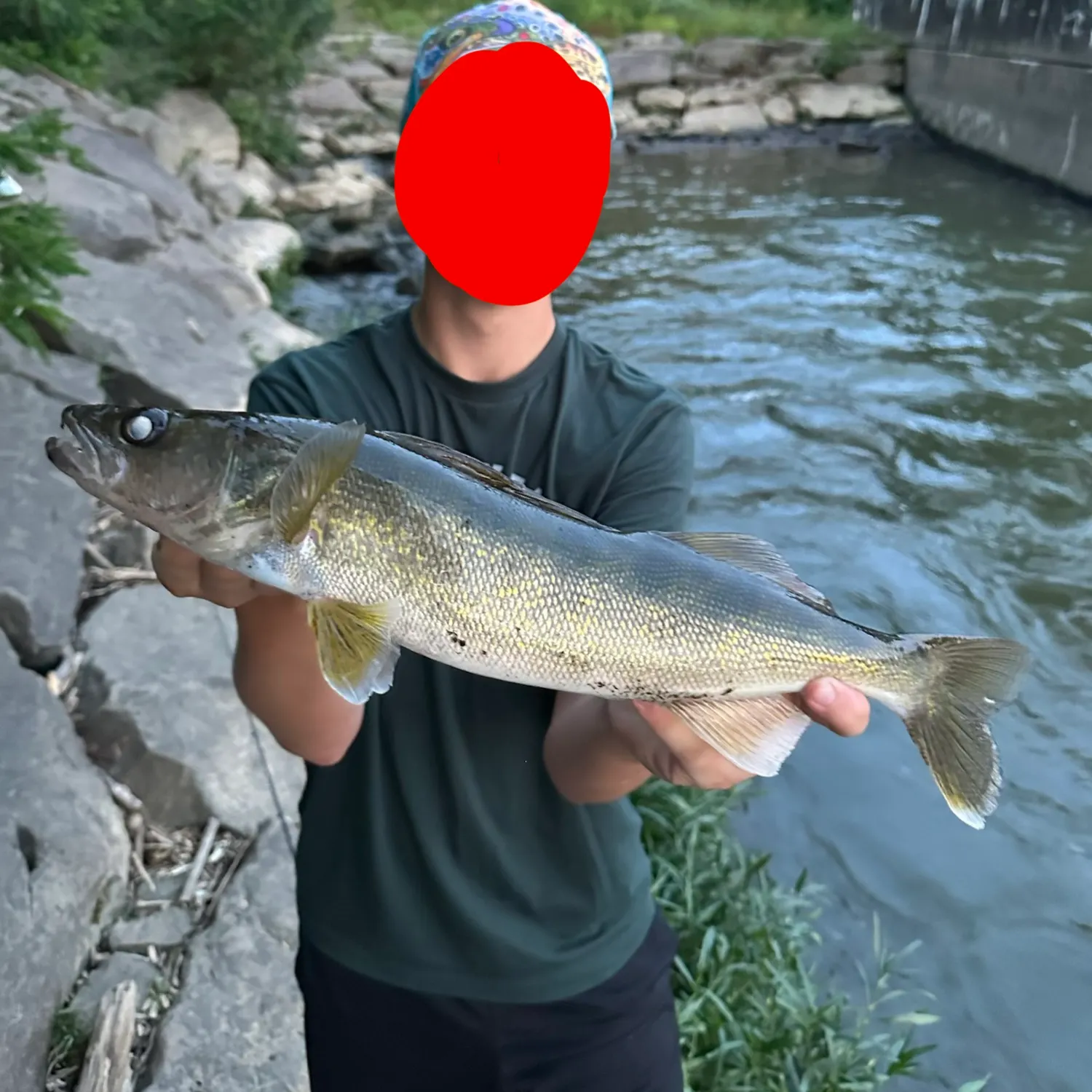 Walleye caught on Fishbrain