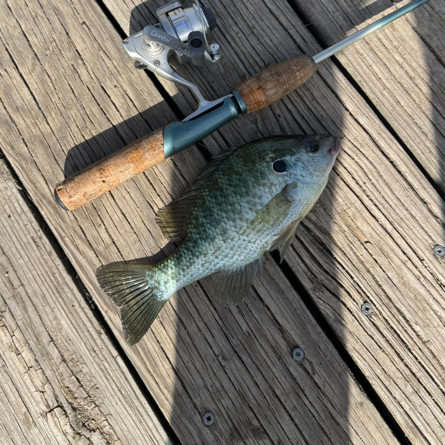 Bluegill caught on Fishbrain