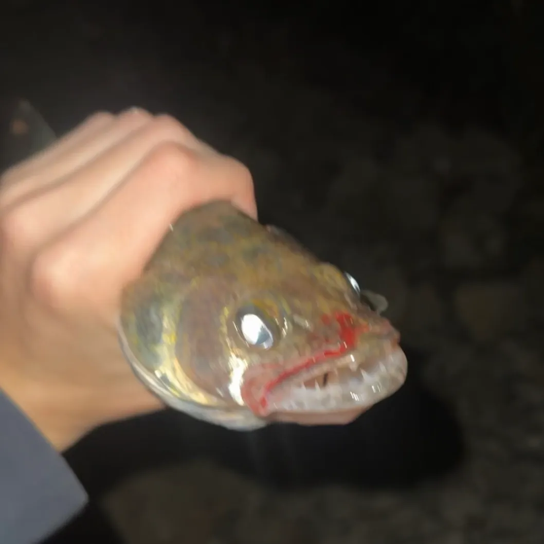 Walleye caught on Fishbrain