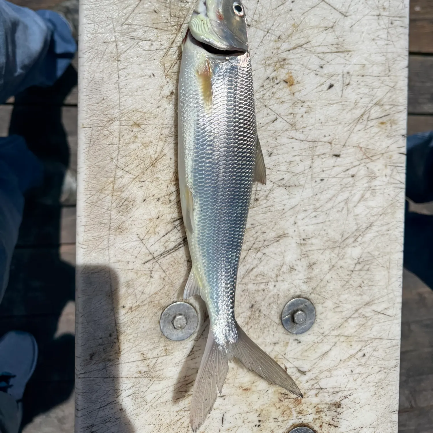 The most recent West Atlantic bonefish catches on Fishbrain