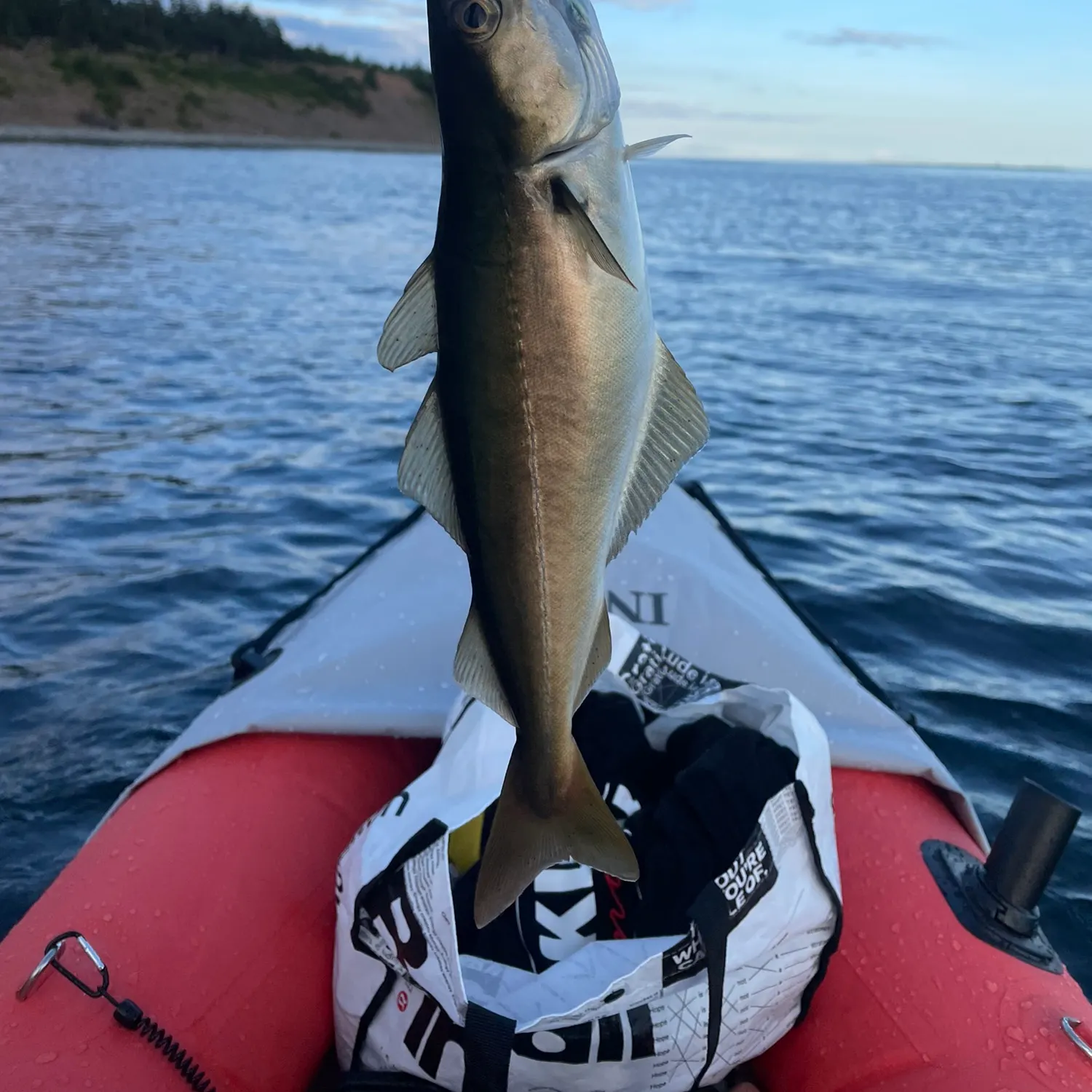 Atlantic pollock caught on Fishbrain