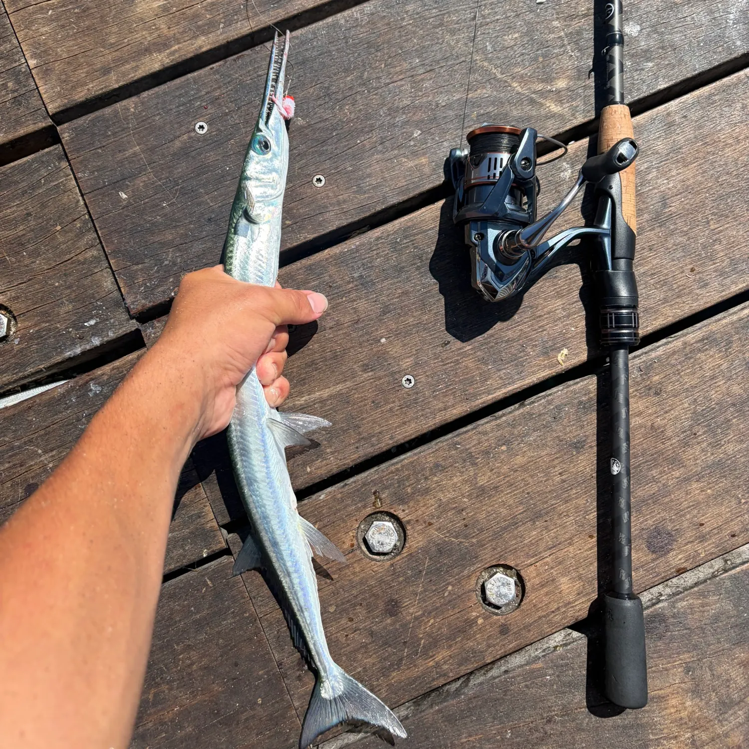 The most recent Hound needlefish catches on Fishbrain