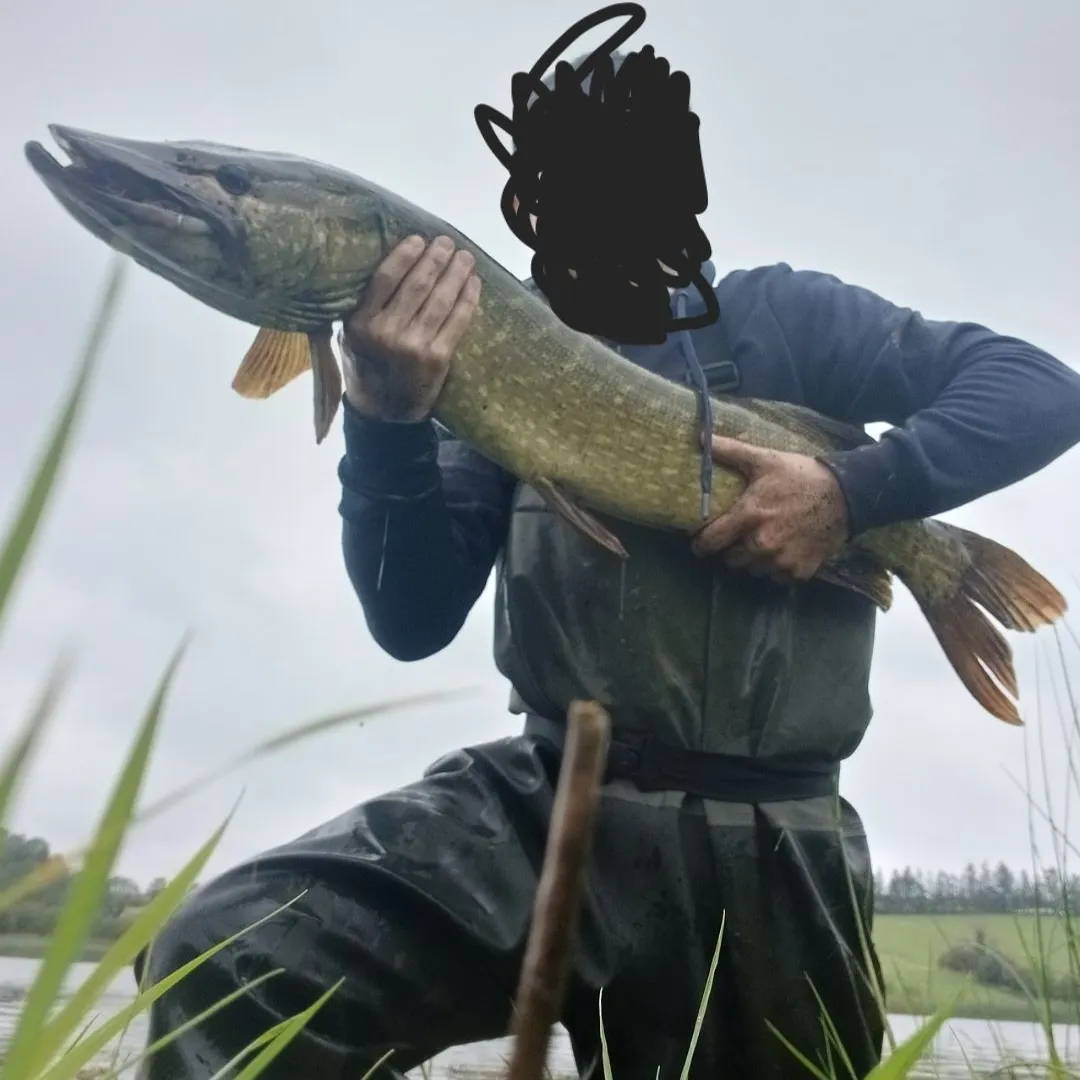 Northern pike caught on Fishbrain