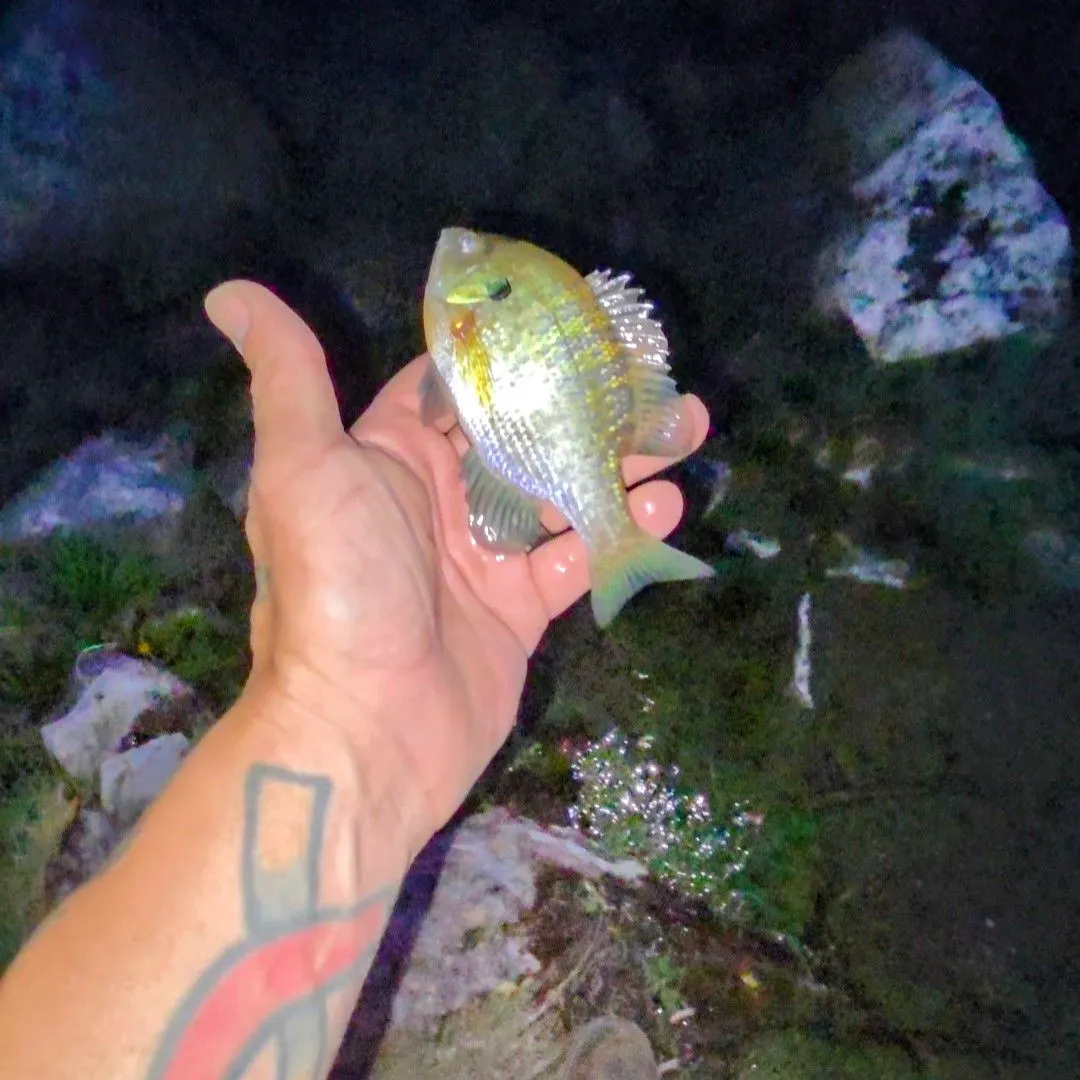 Bluegill caught on Fishbrain