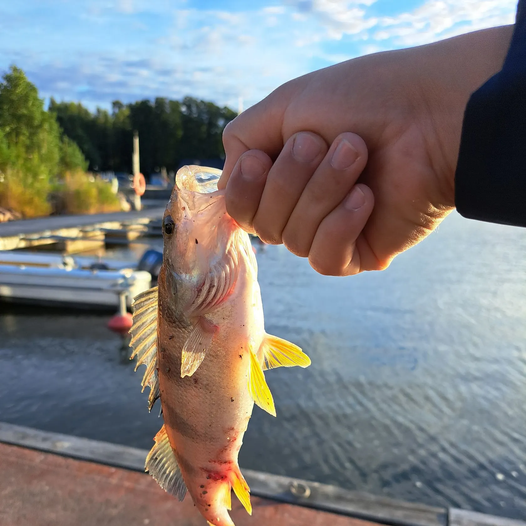 European perch caught on Fishbrain