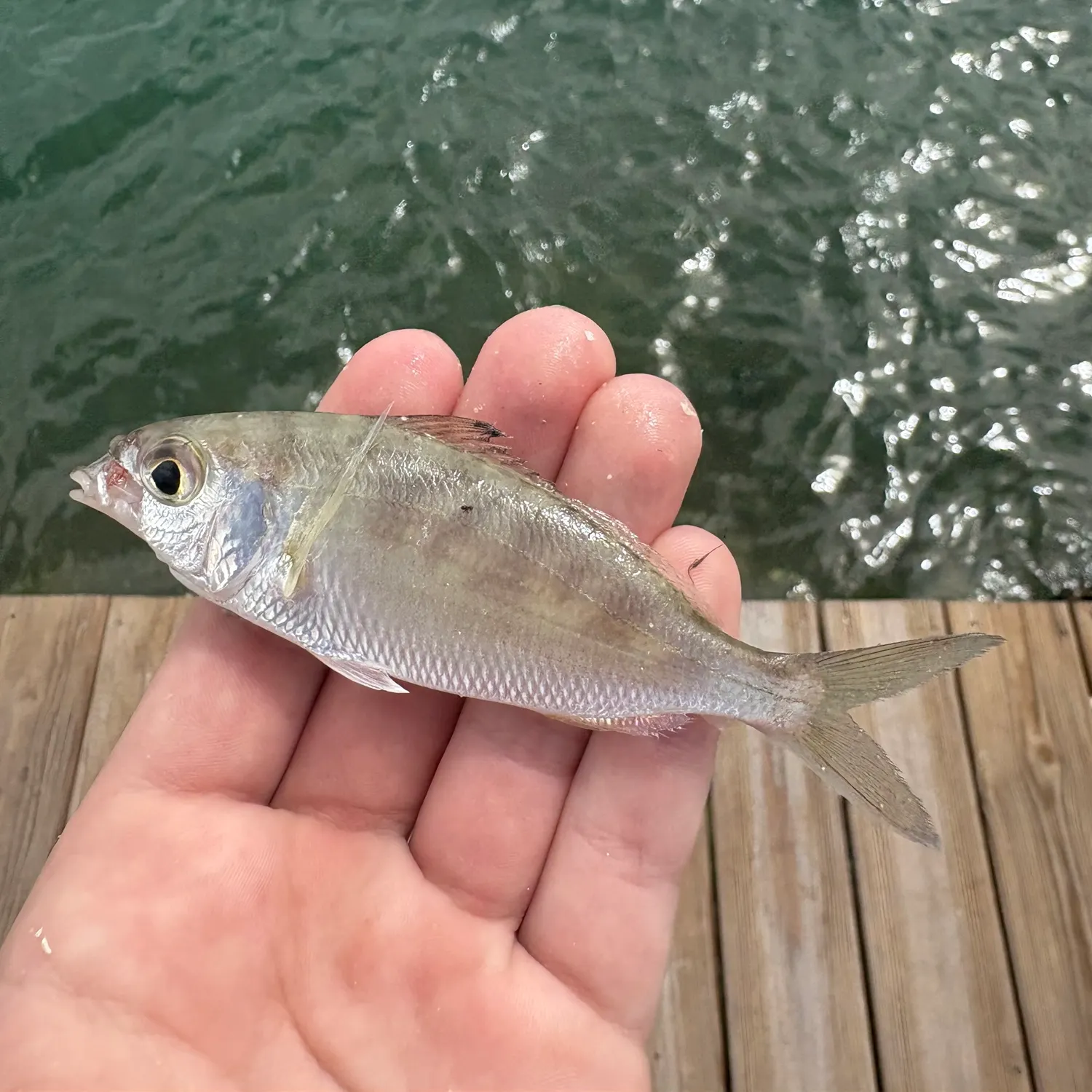 The most recent Tidewater mojarra catches on Fishbrain