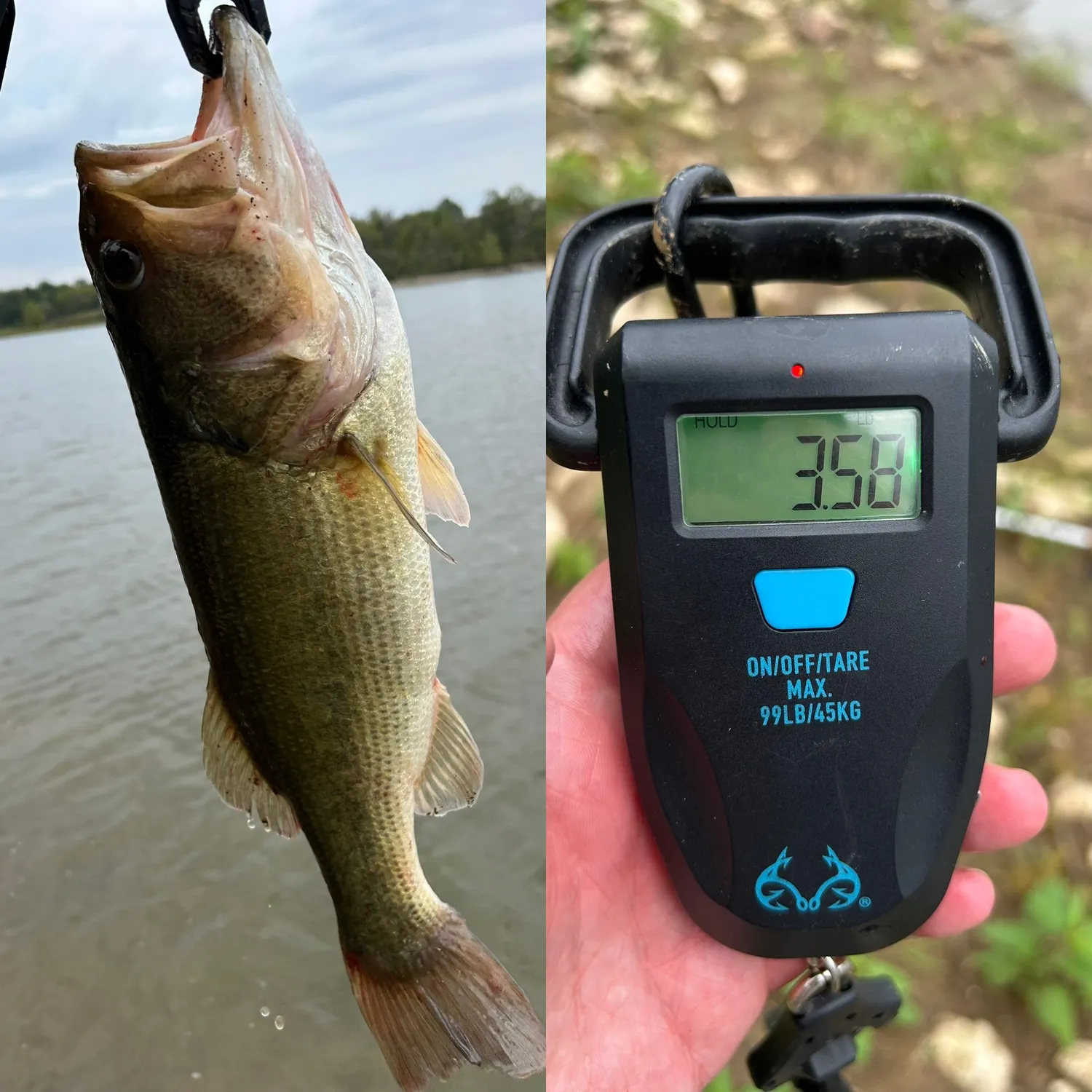 Largemouth bass caught on Fishbrain